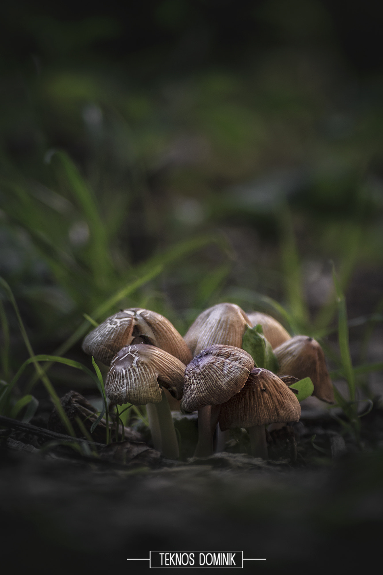 Sigma 55-200mm f/4-5.6 DC sample photo. Gombák (mushrooms) photography