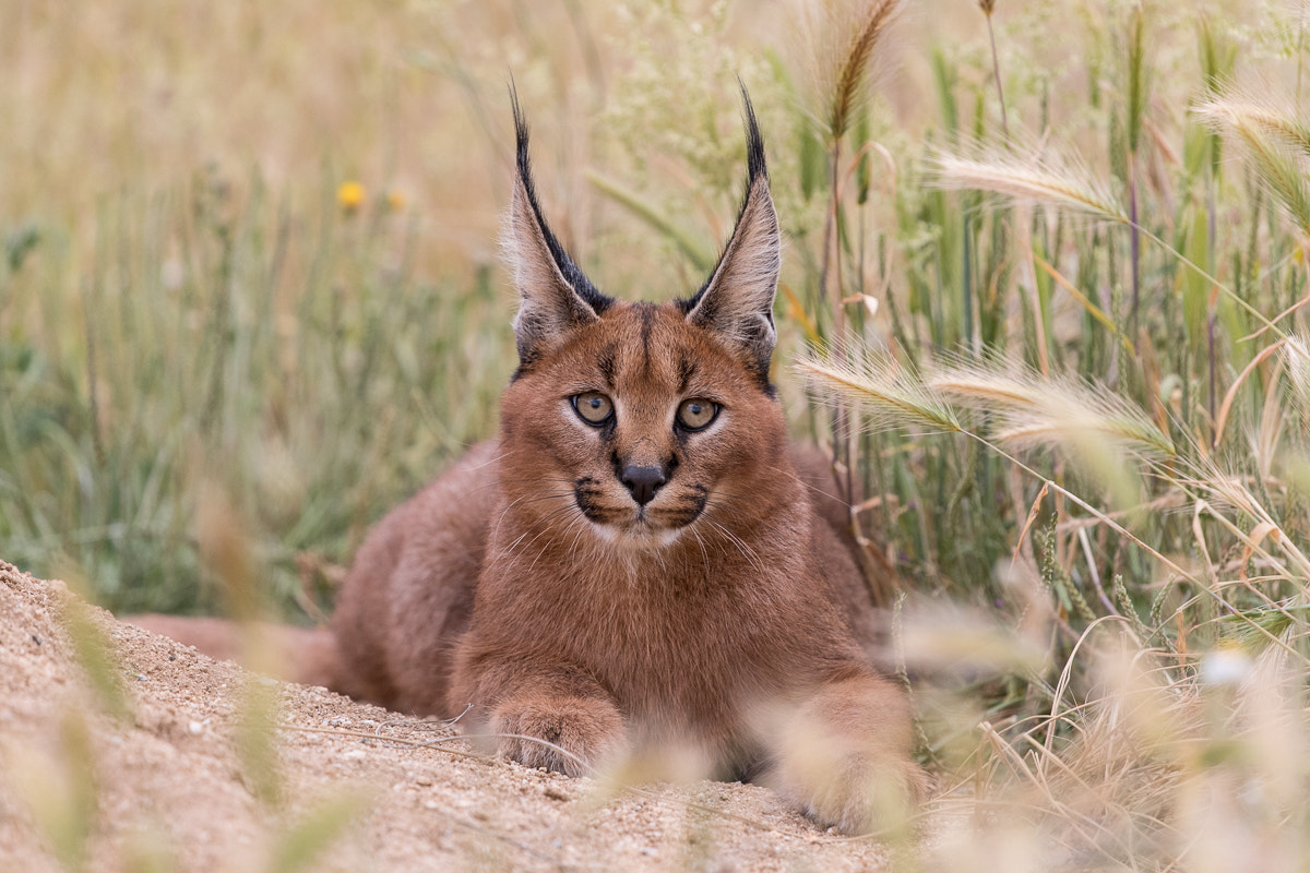 Canon EF 100-400mm F4.5-5.6L IS II USM sample photo. Caracal photography