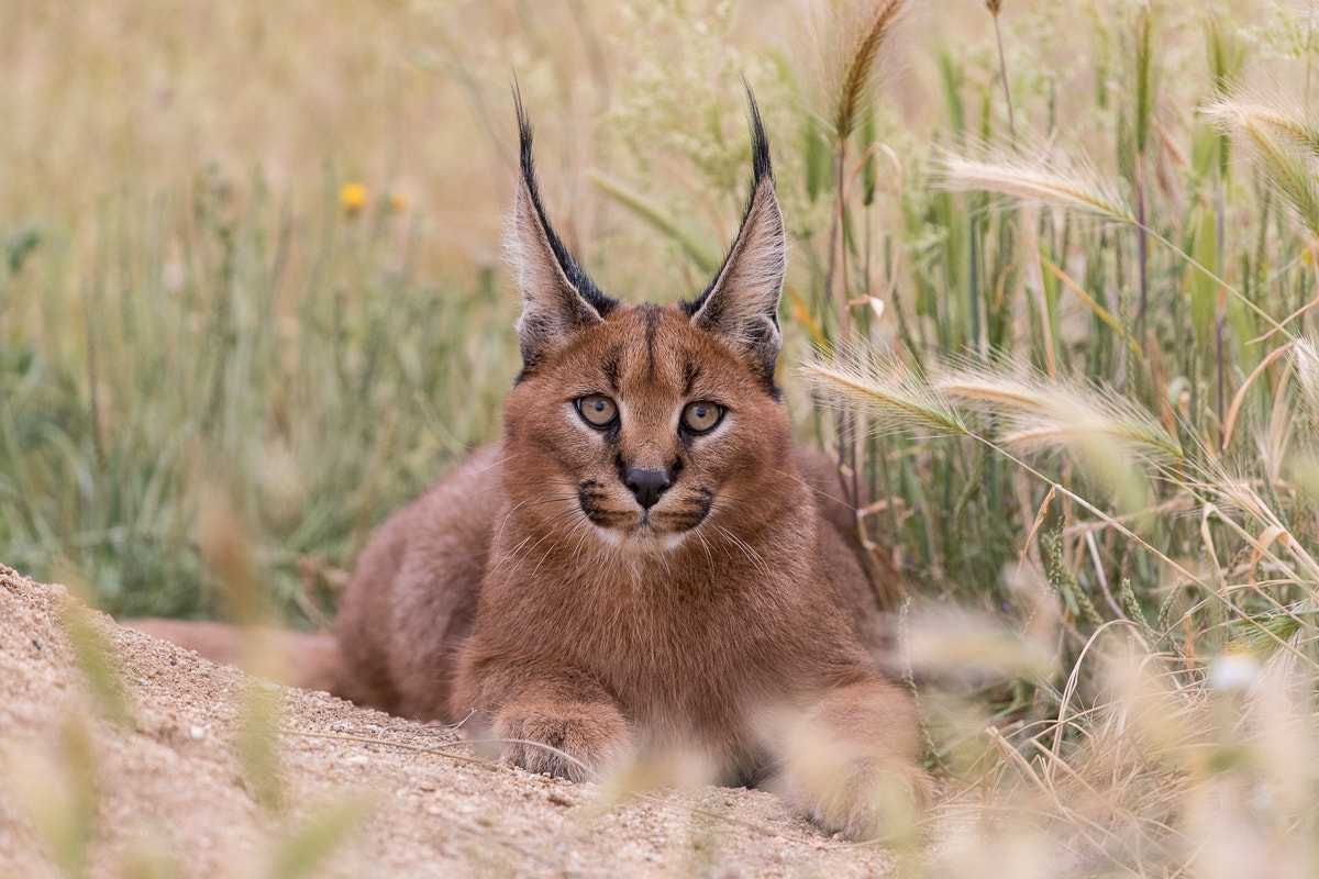 Canon EOS-1D X Mark II + Canon EF 100-400mm F4.5-5.6L IS II USM sample photo. Caracal photography