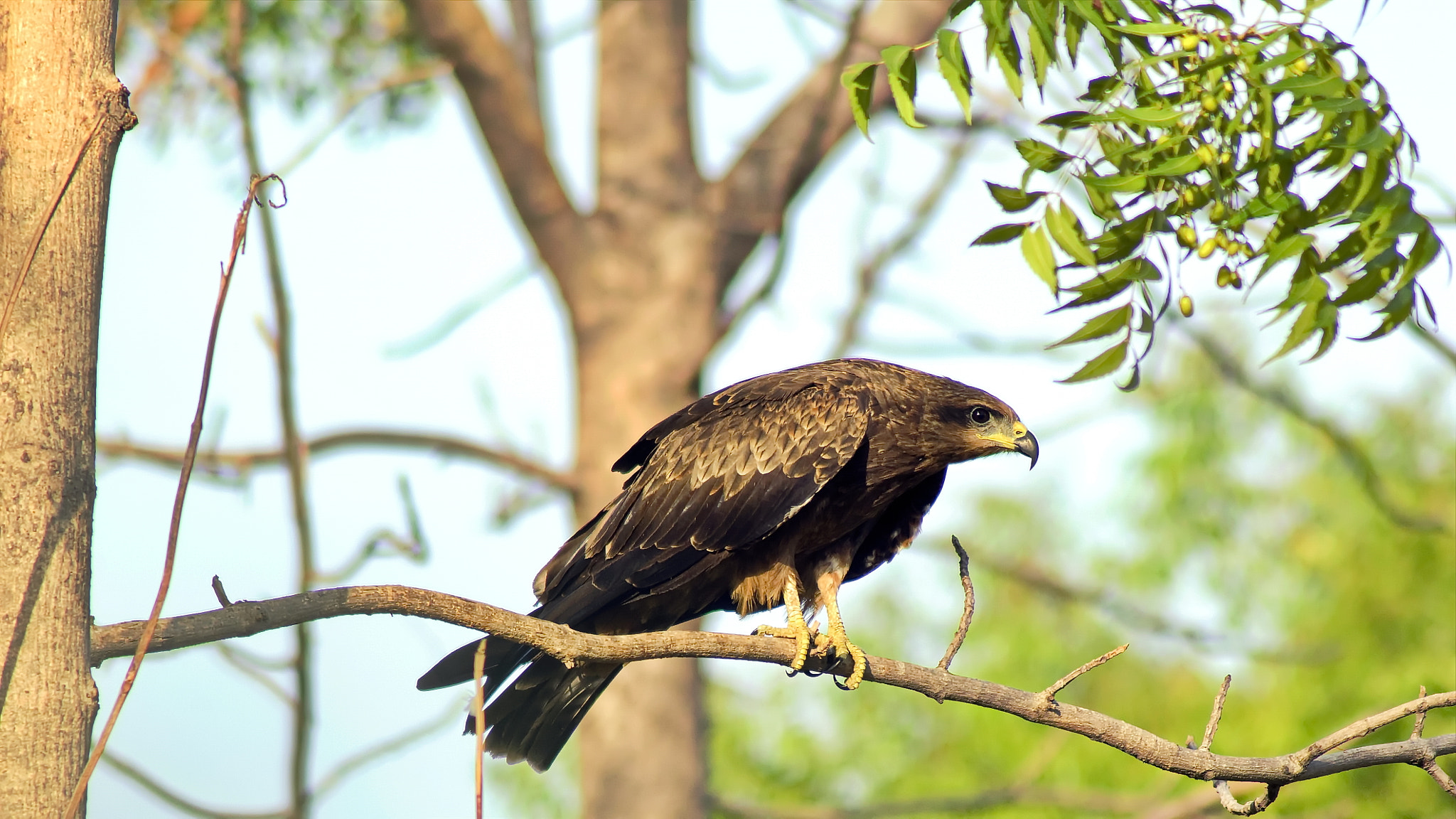 Pentax K-50 + Tamron AF 70-300mm F4-5.6 Di LD Macro sample photo. Kite photography