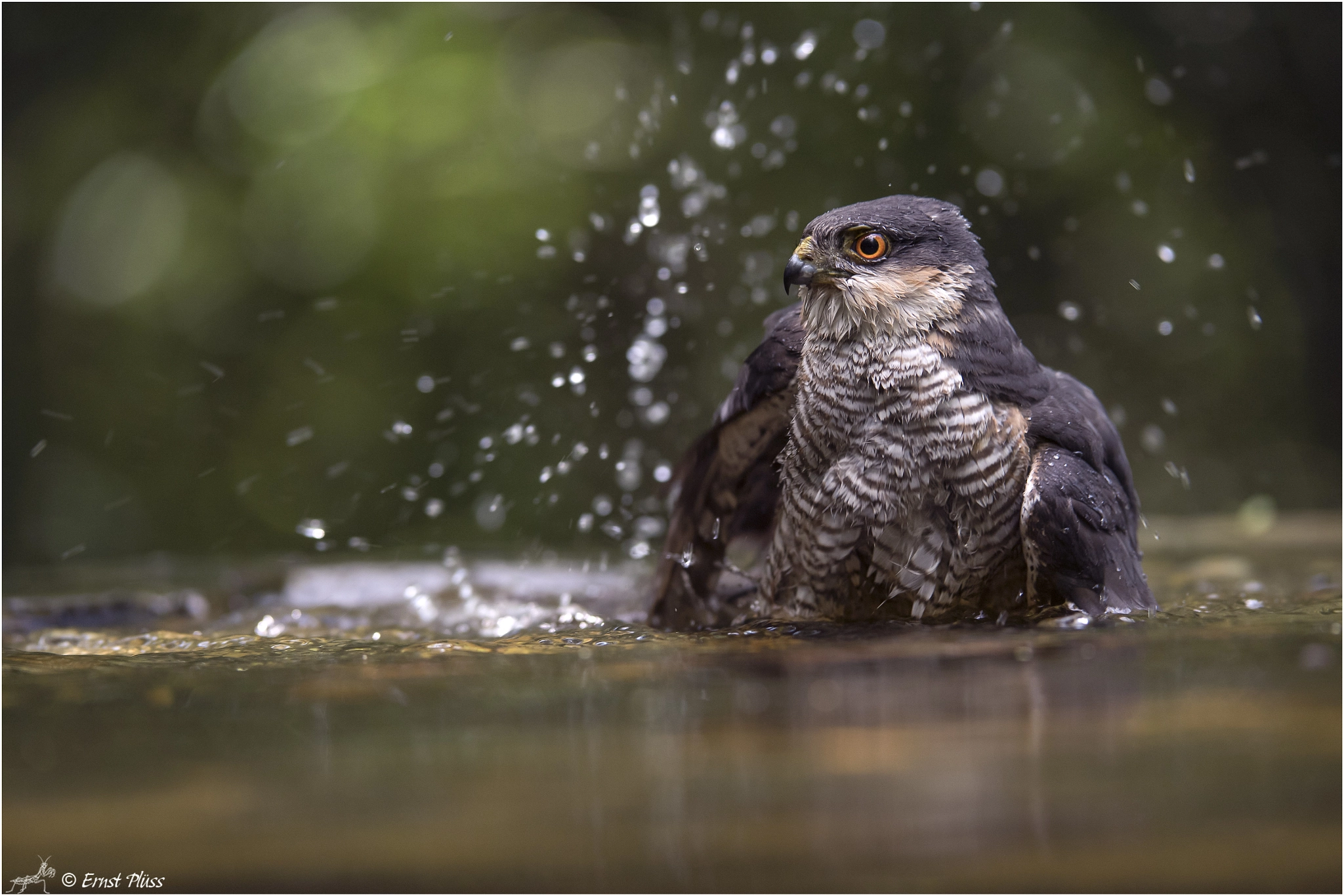 Nikon D5 sample photo. Eurasian sparrowhawk photography
