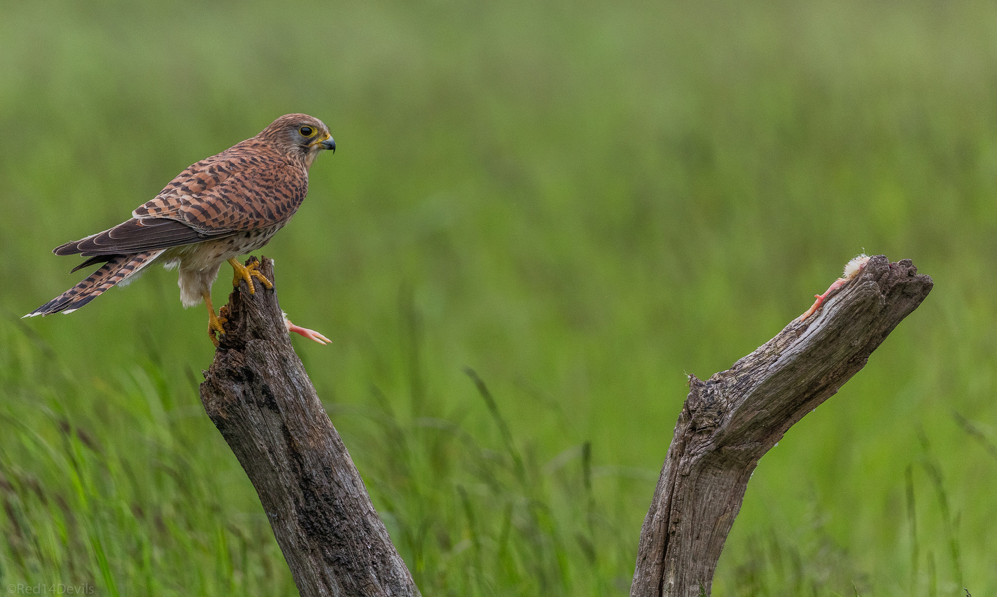 Canon EOS 5DS + Canon EF 100-400mm F4.5-5.6L IS II USM sample photo. Common kestrel photography