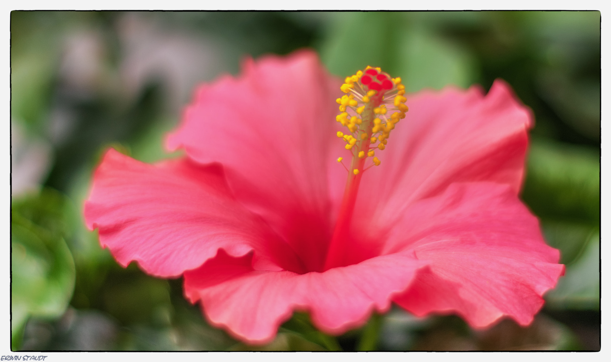 Pentax K-x sample photo. Hibiskus photography