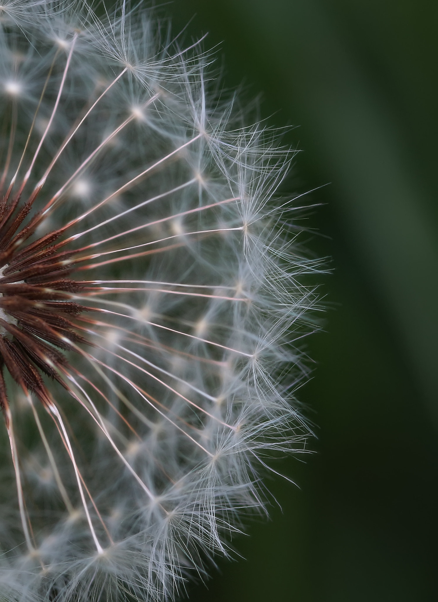 Canon EF 100mm F2.8 Macro USM sample photo. Dandelion photography