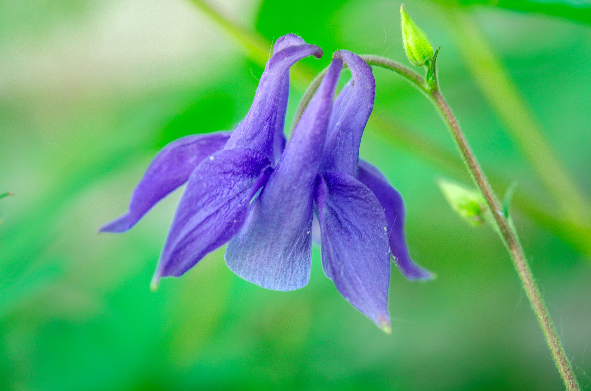 Nikon AF-S Micro-Nikkor 60mm F2.8G ED sample photo. Columbine photography