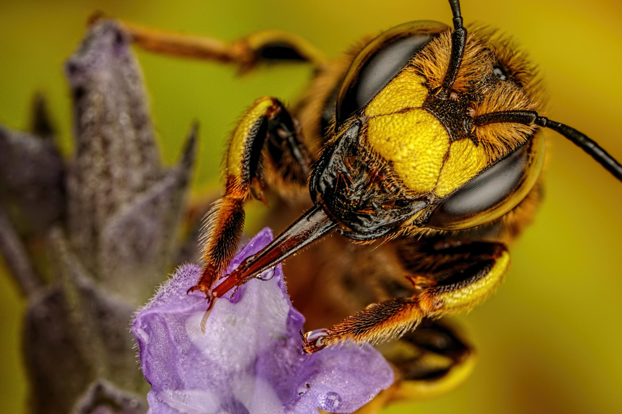 Canon MP-E 65mm F2.5 1-5x Macro Photo sample photo. Feeding european wool carder bee i photography