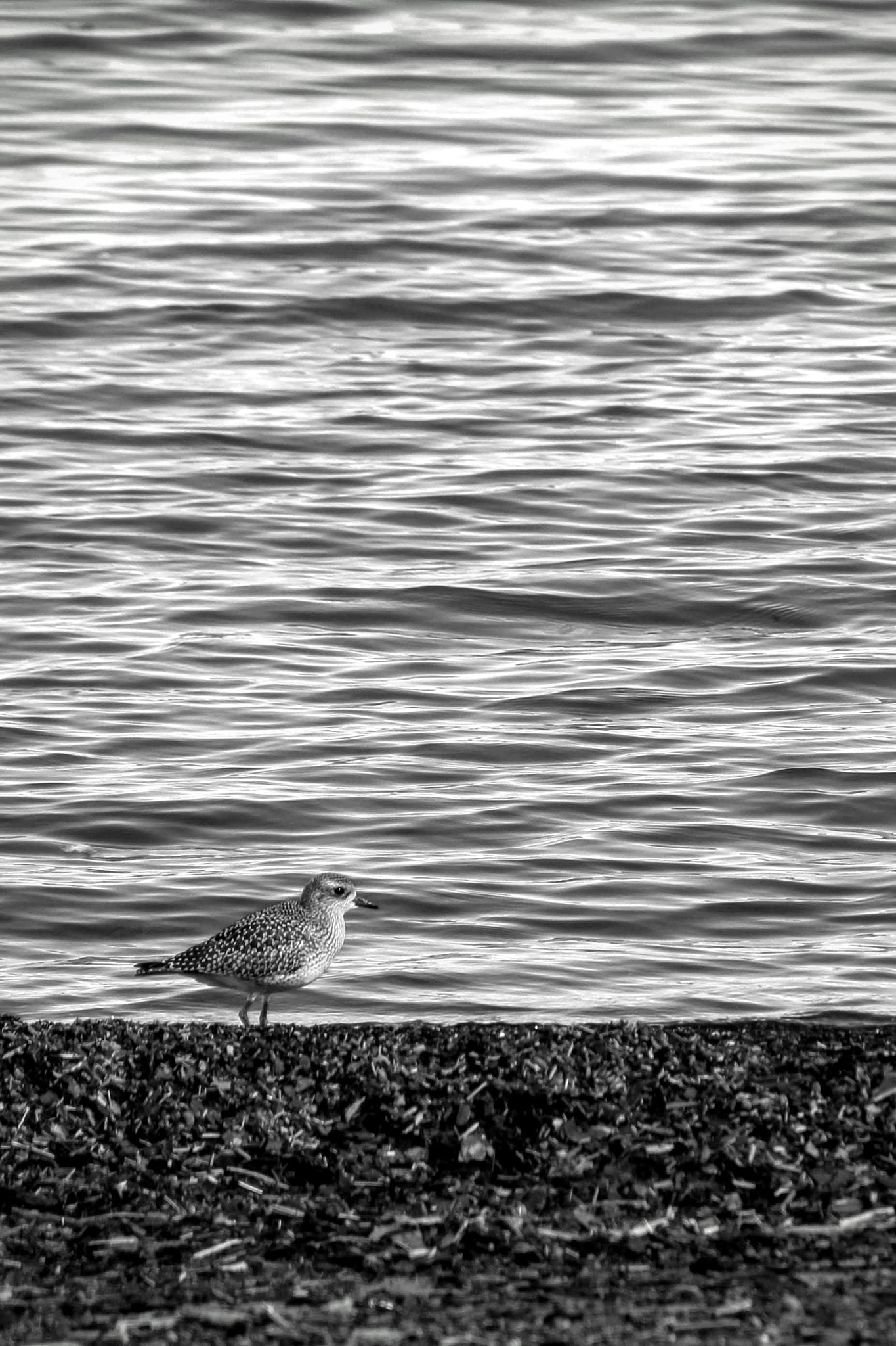 Canon EOS 100D (EOS Rebel SL1 / EOS Kiss X7) sample photo. Superior shorebird photography