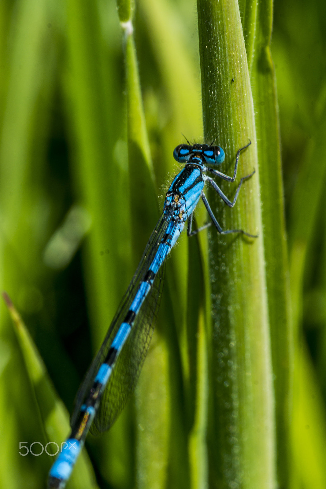 Sony SLT-A77 + Minolta AF 100mm F2.8 Macro [New] sample photo. Common blue damselfly photography
