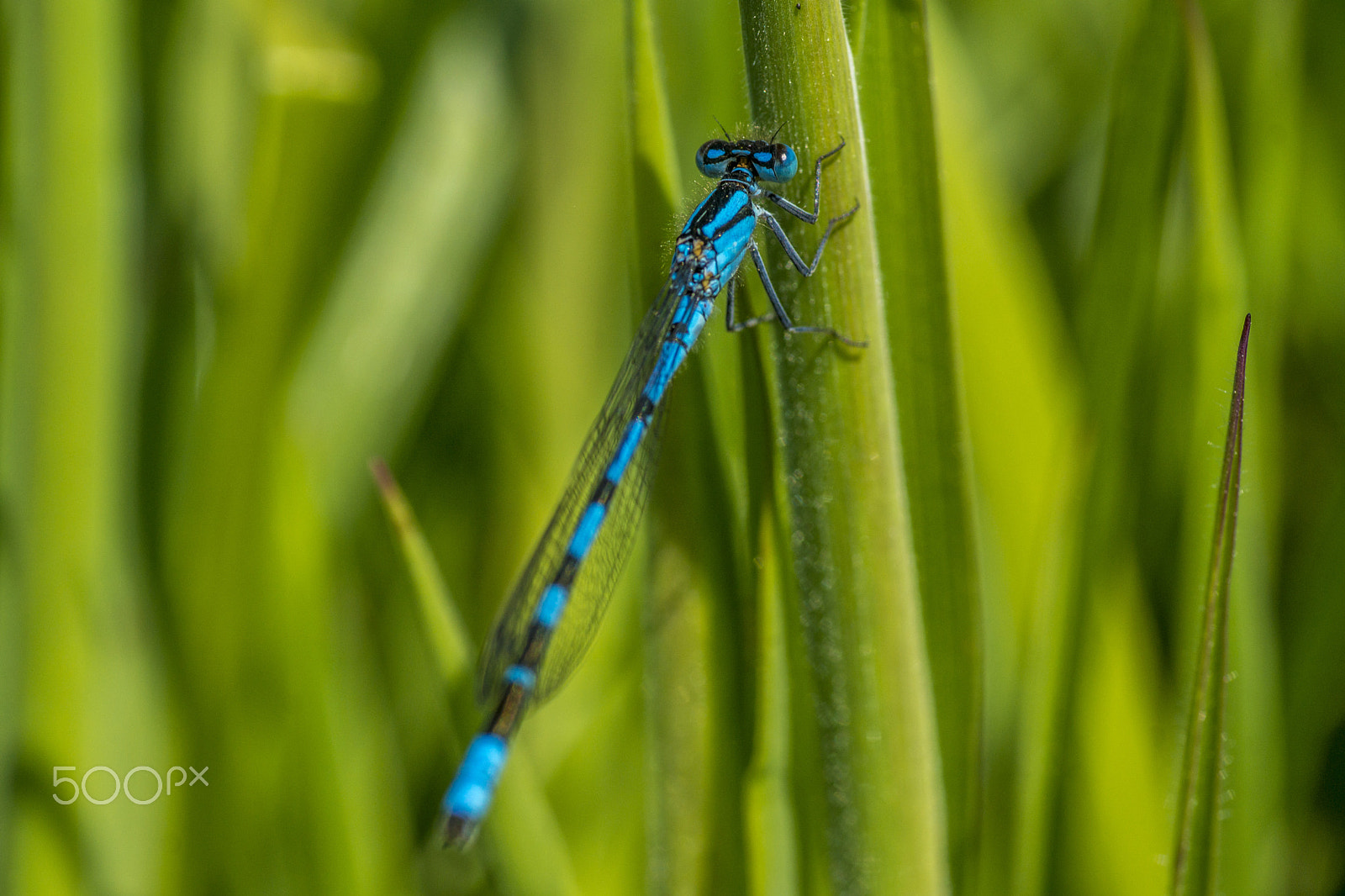 Sony SLT-A77 + Minolta AF 100mm F2.8 Macro [New] sample photo. Common blue damselfly photography