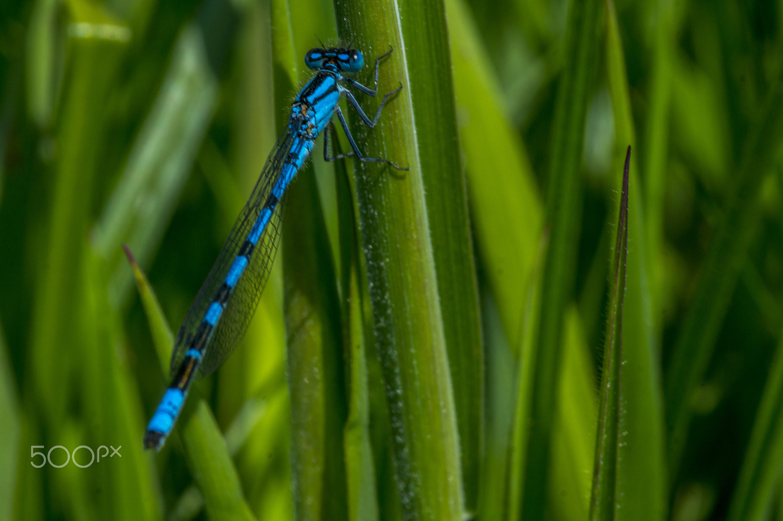 Sony SLT-A77 + Minolta AF 100mm F2.8 Macro [New] sample photo. Common blue damselfly photography