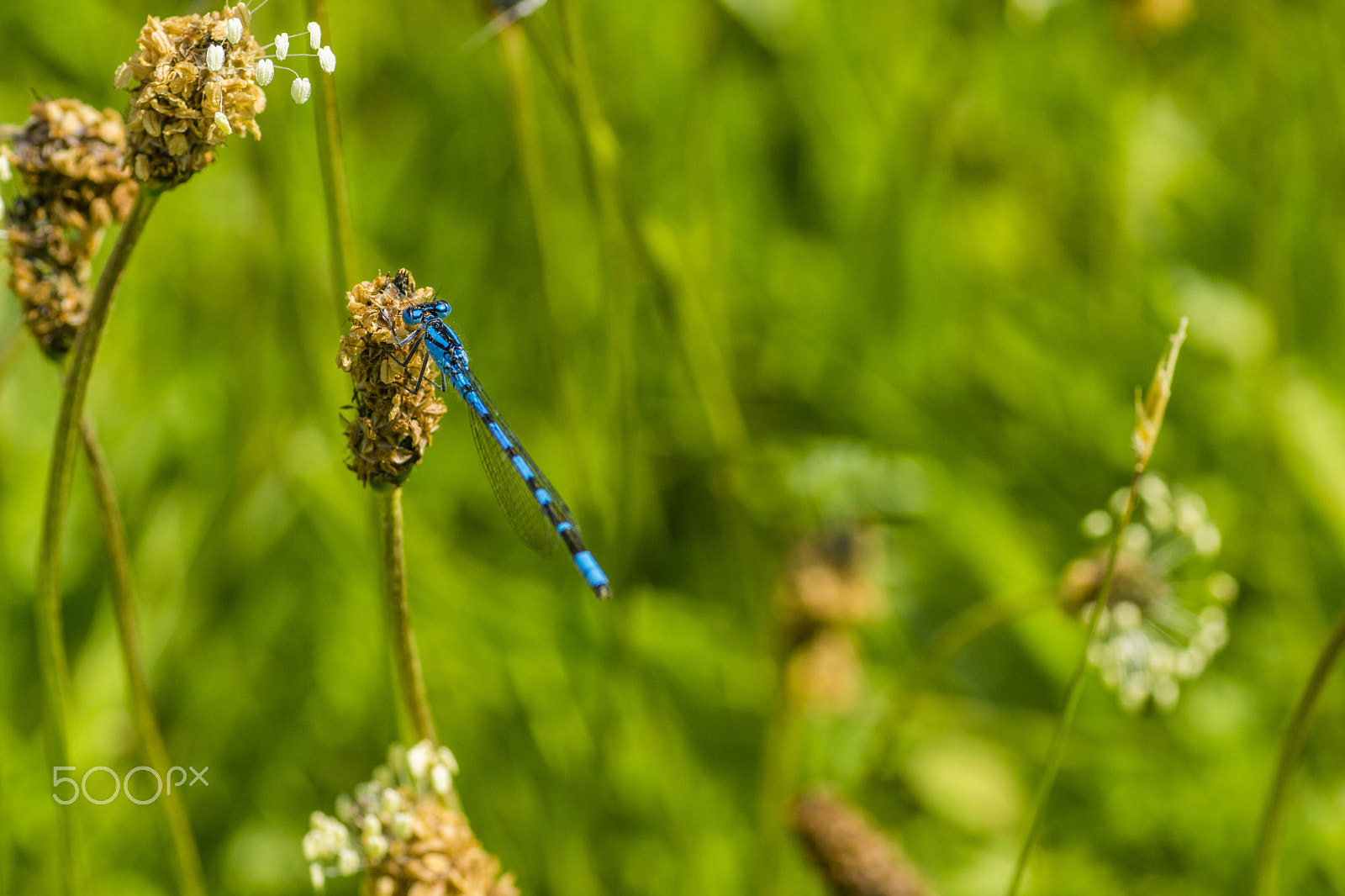 Sony SLT-A77 + Minolta AF 100mm F2.8 Macro [New] sample photo. Common blue damselfly photography
