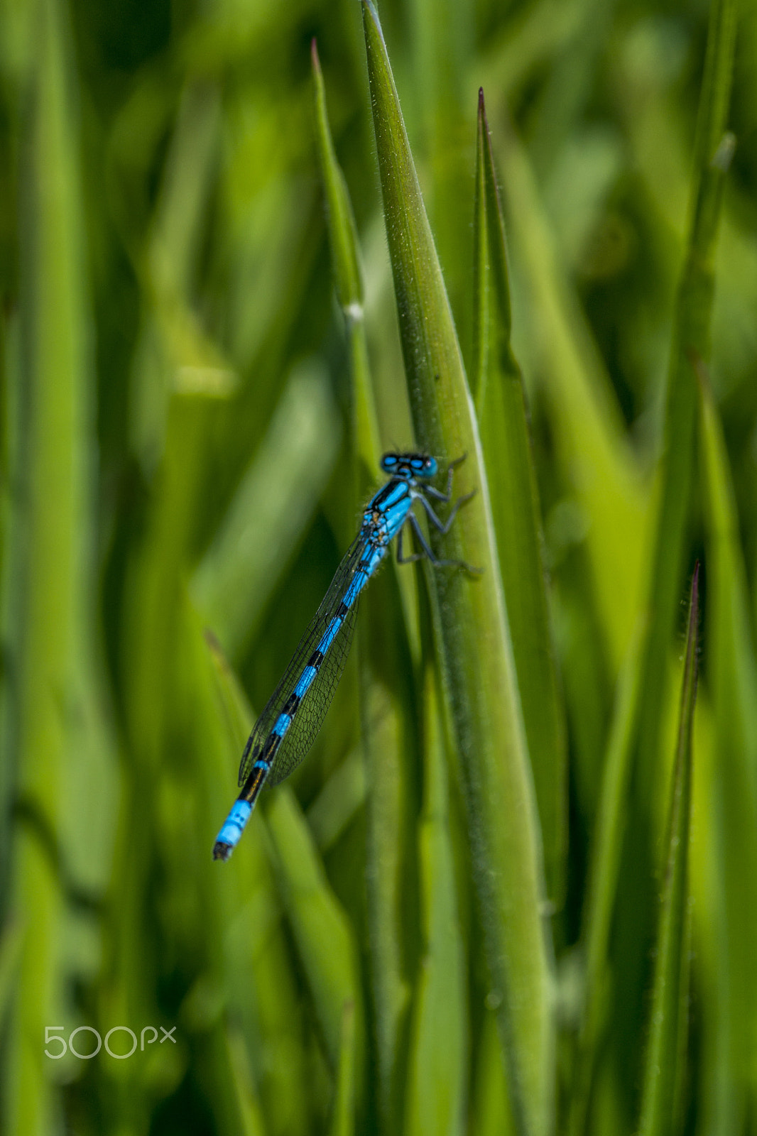 Sony SLT-A77 + Minolta AF 100mm F2.8 Macro [New] sample photo. Common blue damselfly photography