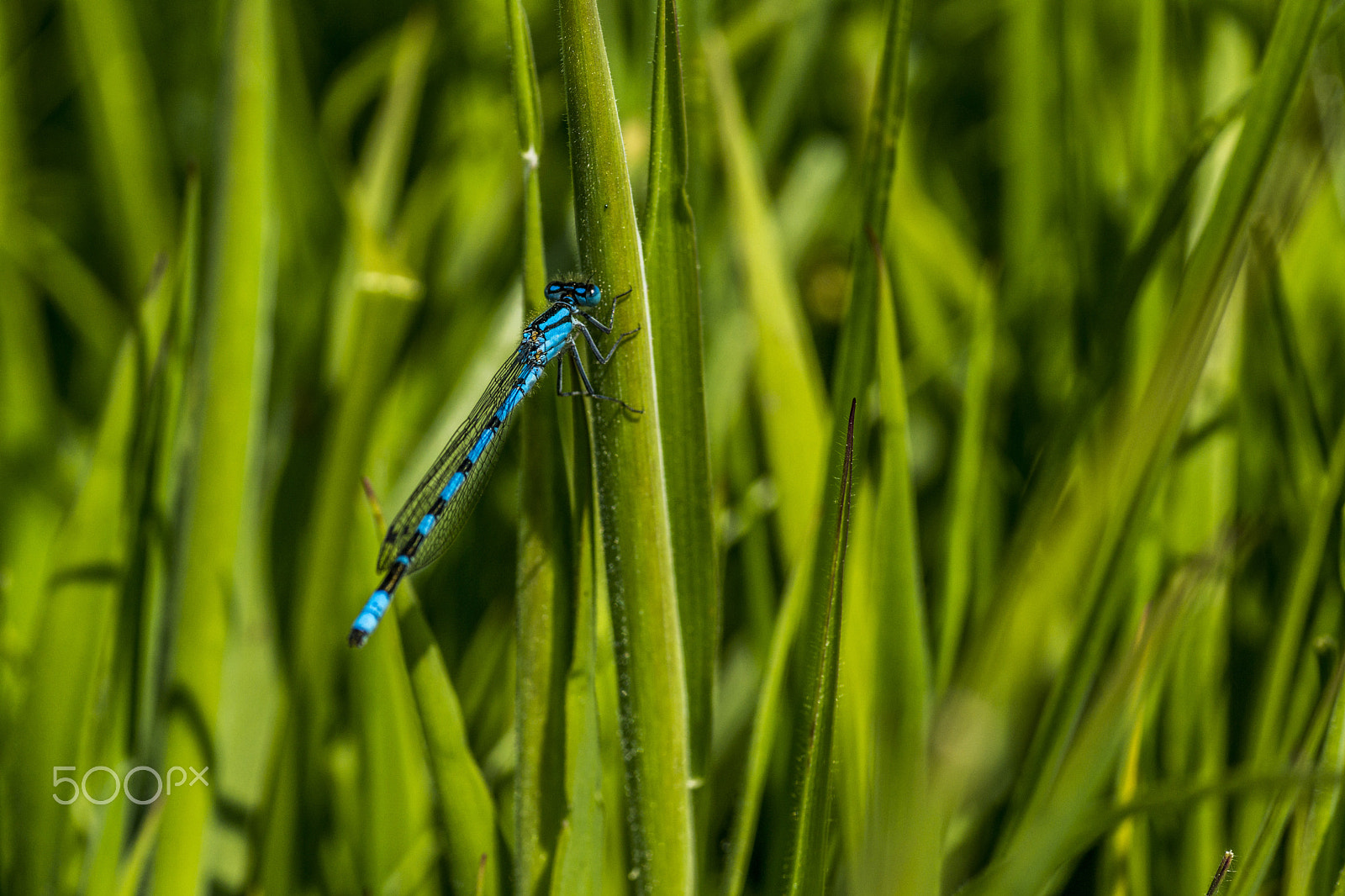Sony SLT-A77 + Minolta AF 100mm F2.8 Macro [New] sample photo. Common blue damselfly photography