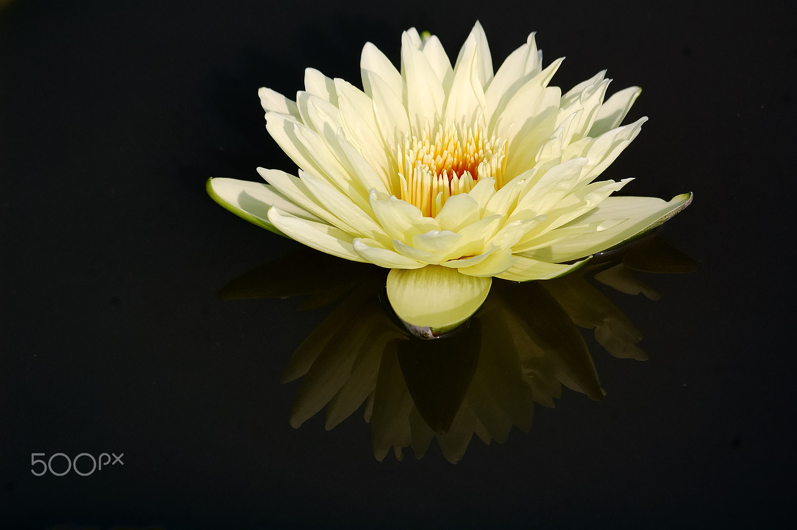 Sigma 70-300mm F4-5.6 APO Macro Super II sample photo. Growing out of black photography