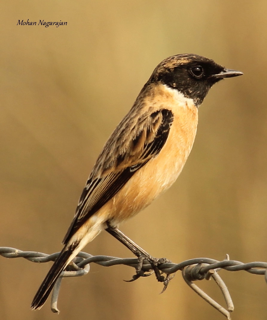 Canon EF 100-400mm F4.5-5.6L IS USM sample photo. Common stonechat photography