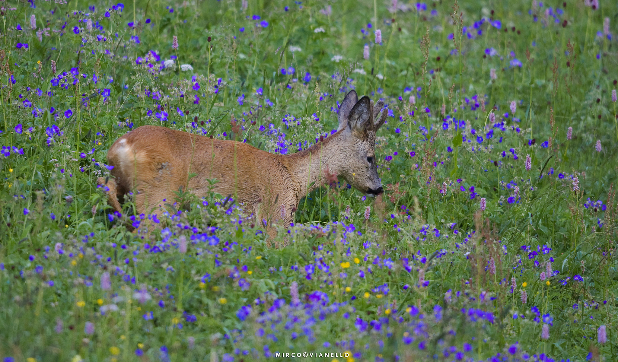Nikon D3S + Nikon AF-S Nikkor 500mm F4G ED VR sample photo. Giovane capriolo e fiori blù photography