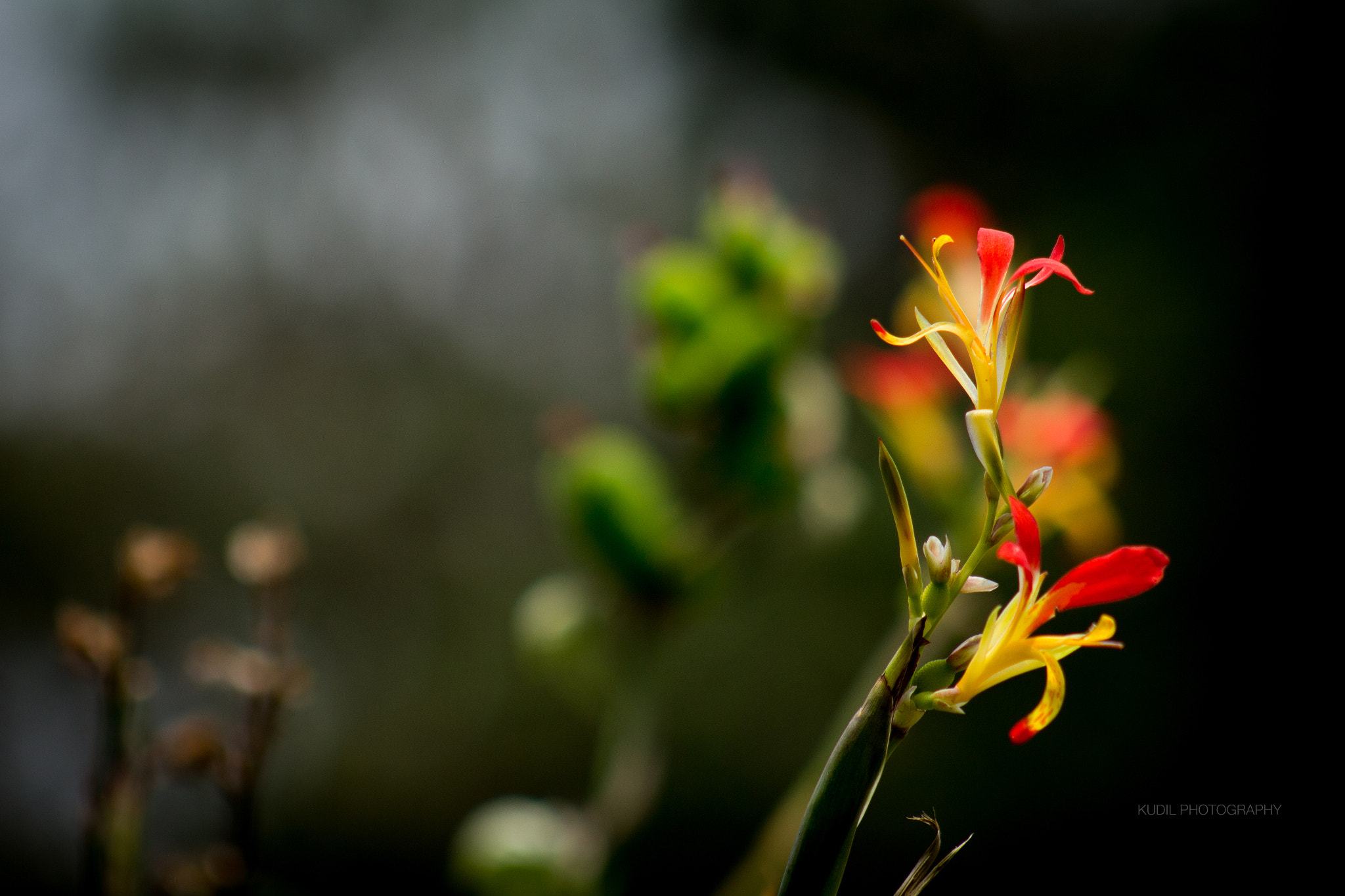 Canon EF 75-300mm f/4-5.6 USM sample photo. Highlight photography