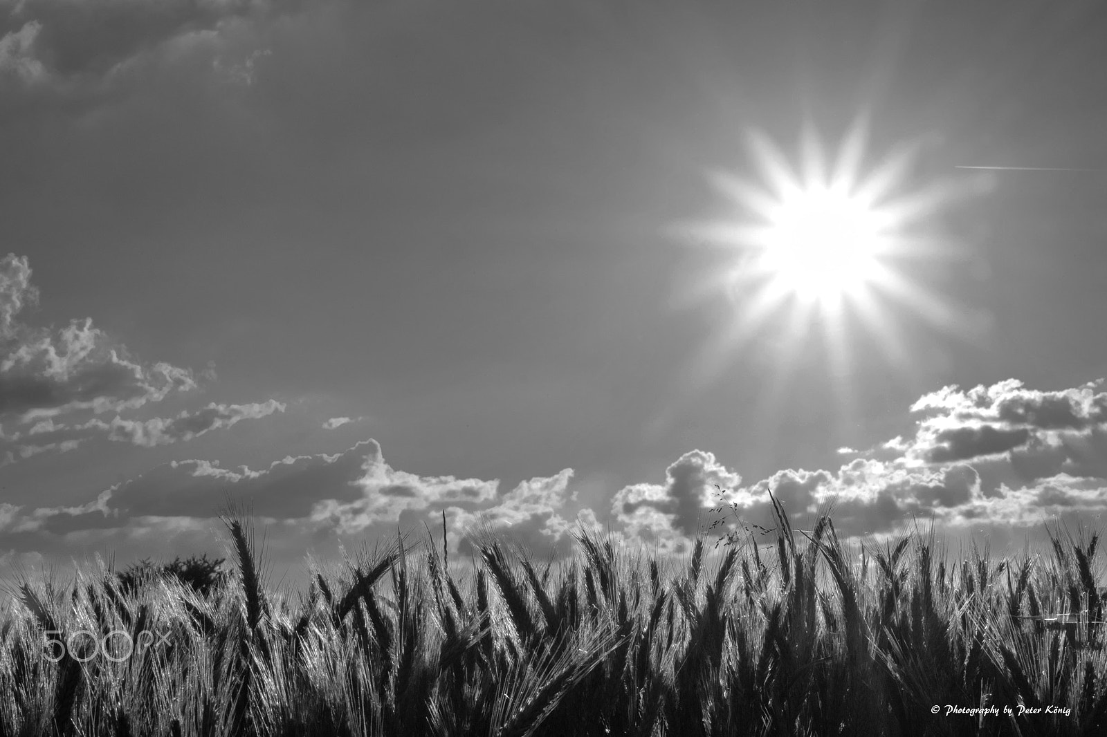 Fujifilm X-Pro1 + Fujifilm XC 50-230mm F4.5-6.7 OIS sample photo. Sun over the field photography