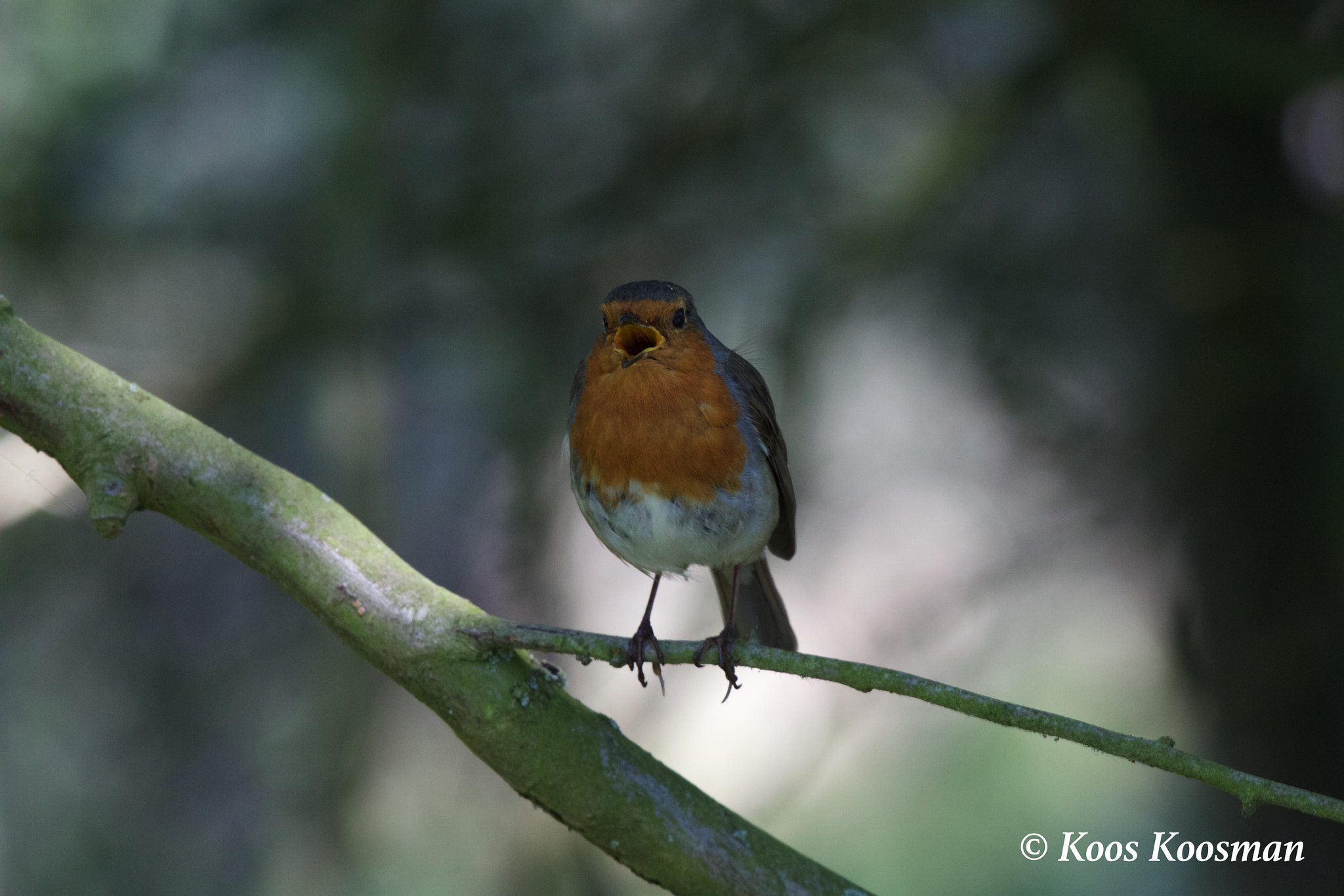Canon EF 100-400mm F4.5-5.6L IS USM sample photo. European robin photography
