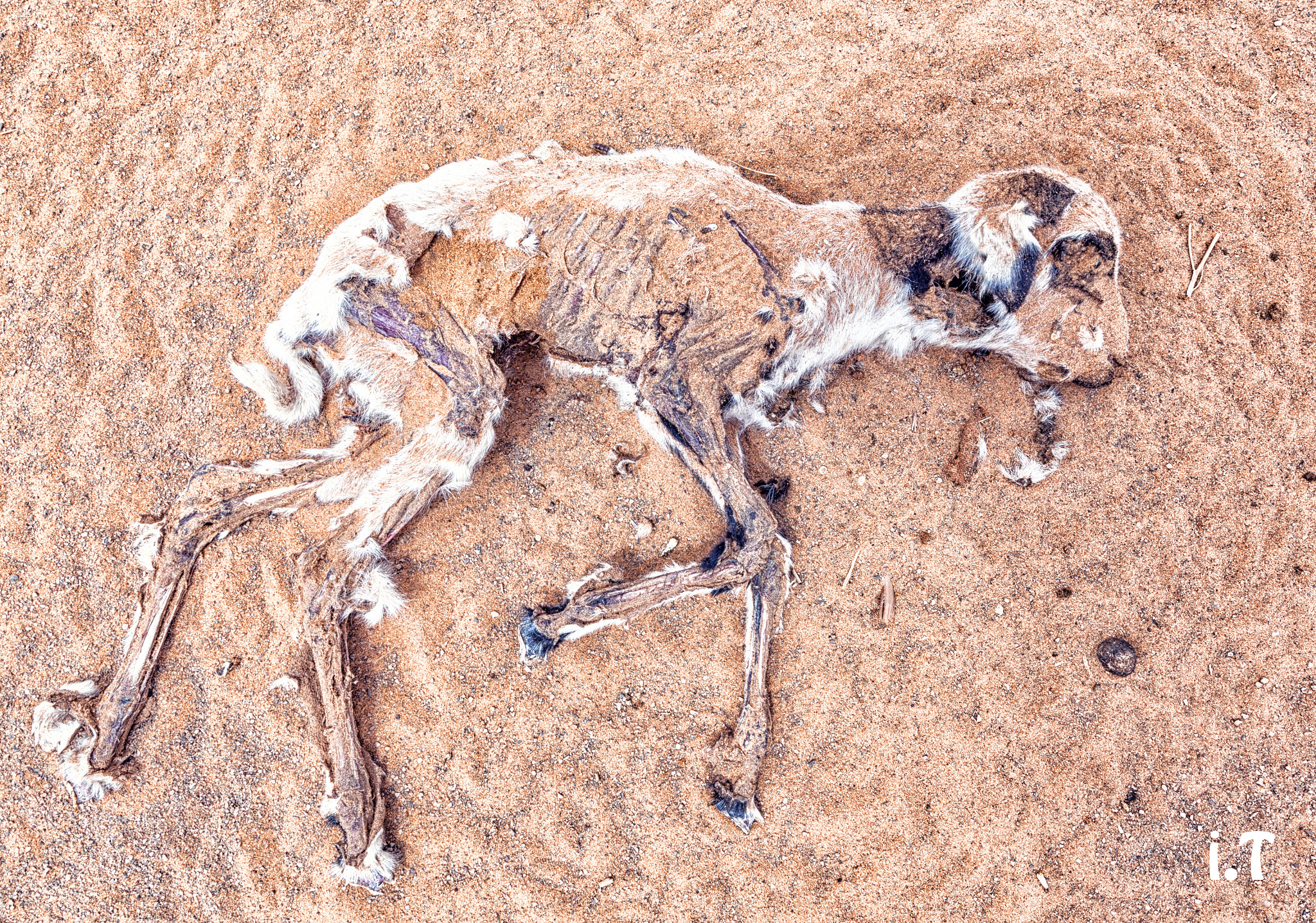 Canon EF 300mm f/2.8L sample photo. The hardness of the sahara photography