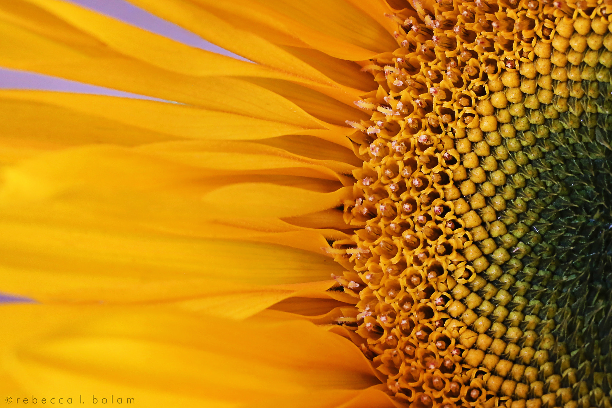 Canon EOS 6D + Canon EF 50mm F2.5 Macro sample photo. Sunday's sunflower photography