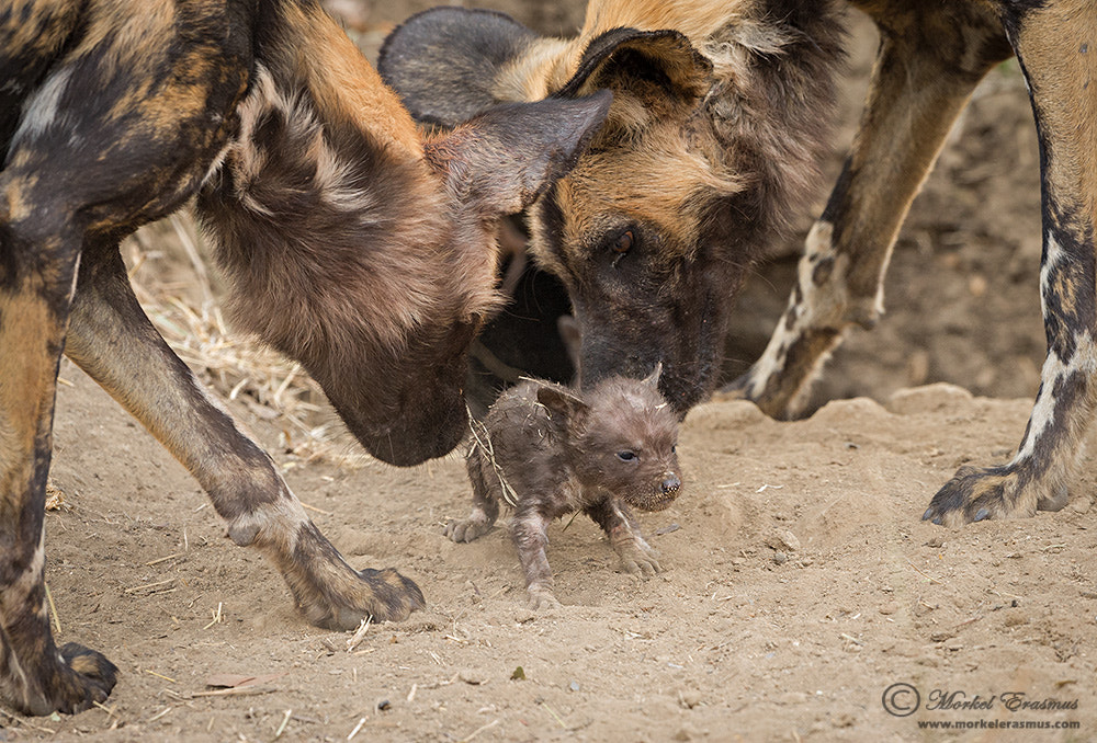 Nikon D3S + Nikon AF-S Nikkor 500mm F4G ED VR sample photo. Introducing the runt photography