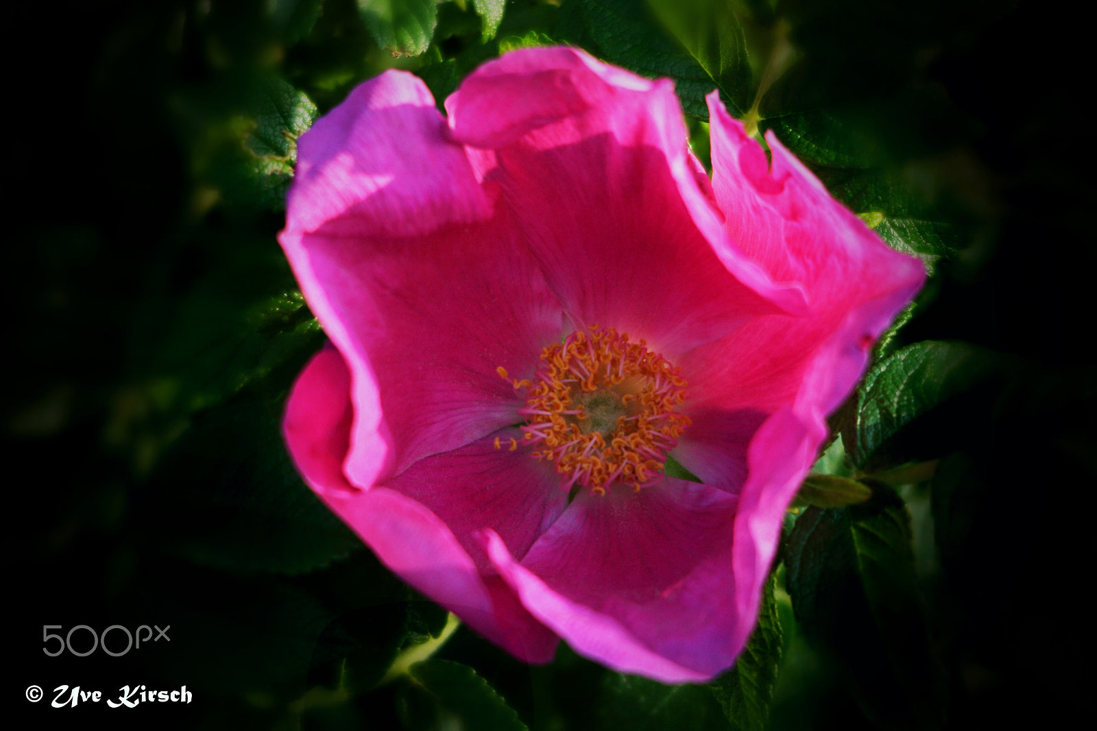 Sigma 150-500mm F5-6.3 DG OS HSM sample photo. Rosa rugosa photography