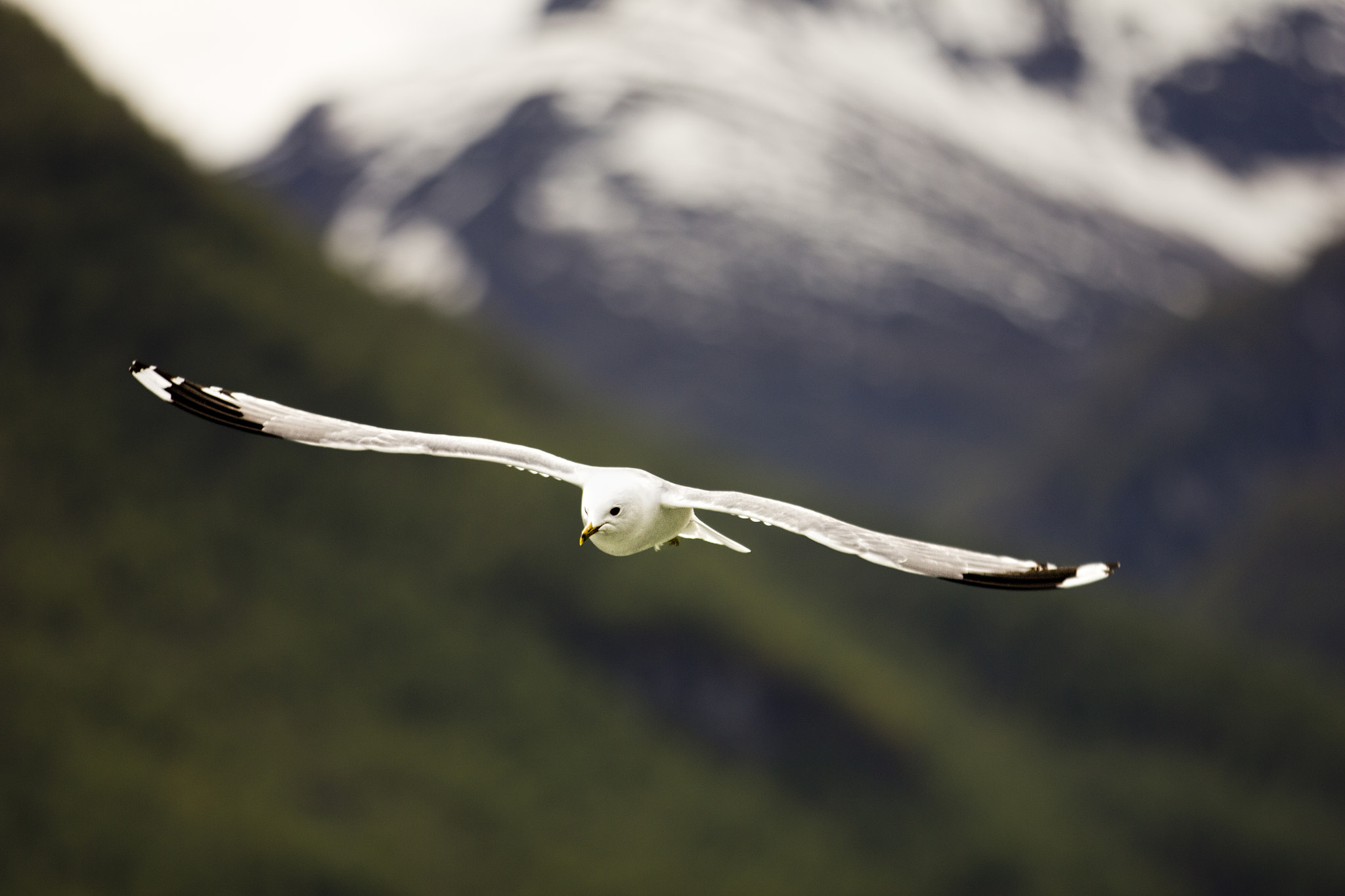 Canon EF 70-200mm F2.8L IS II USM sample photo. Norwegian seagull photography