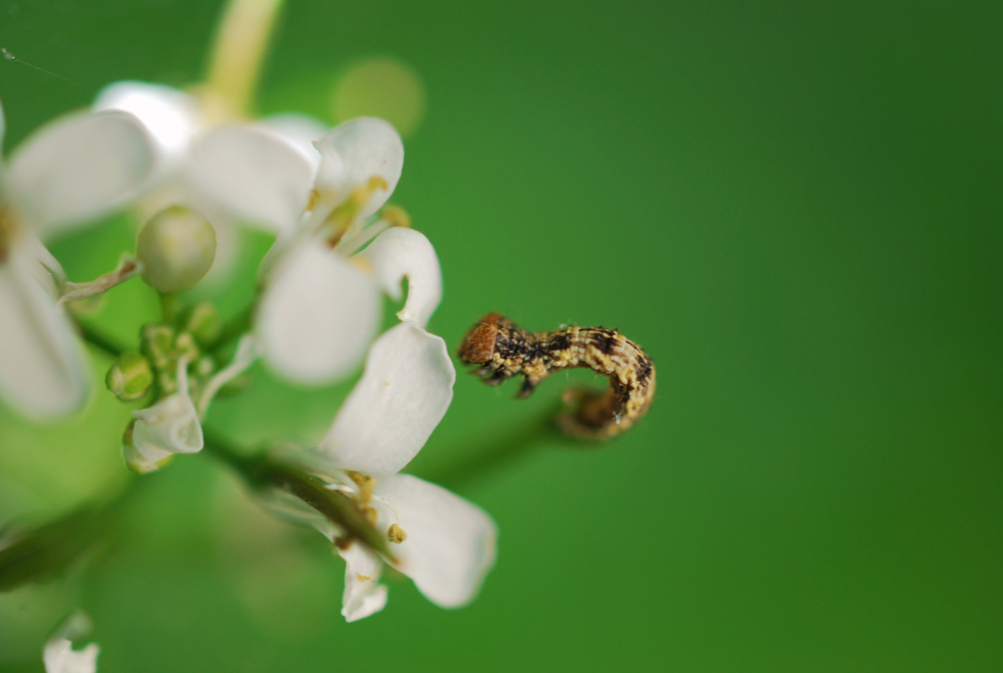 Nikon AF-S DX Micro Nikkor 40mm F2.8 sample photo. Delicious flowers photography