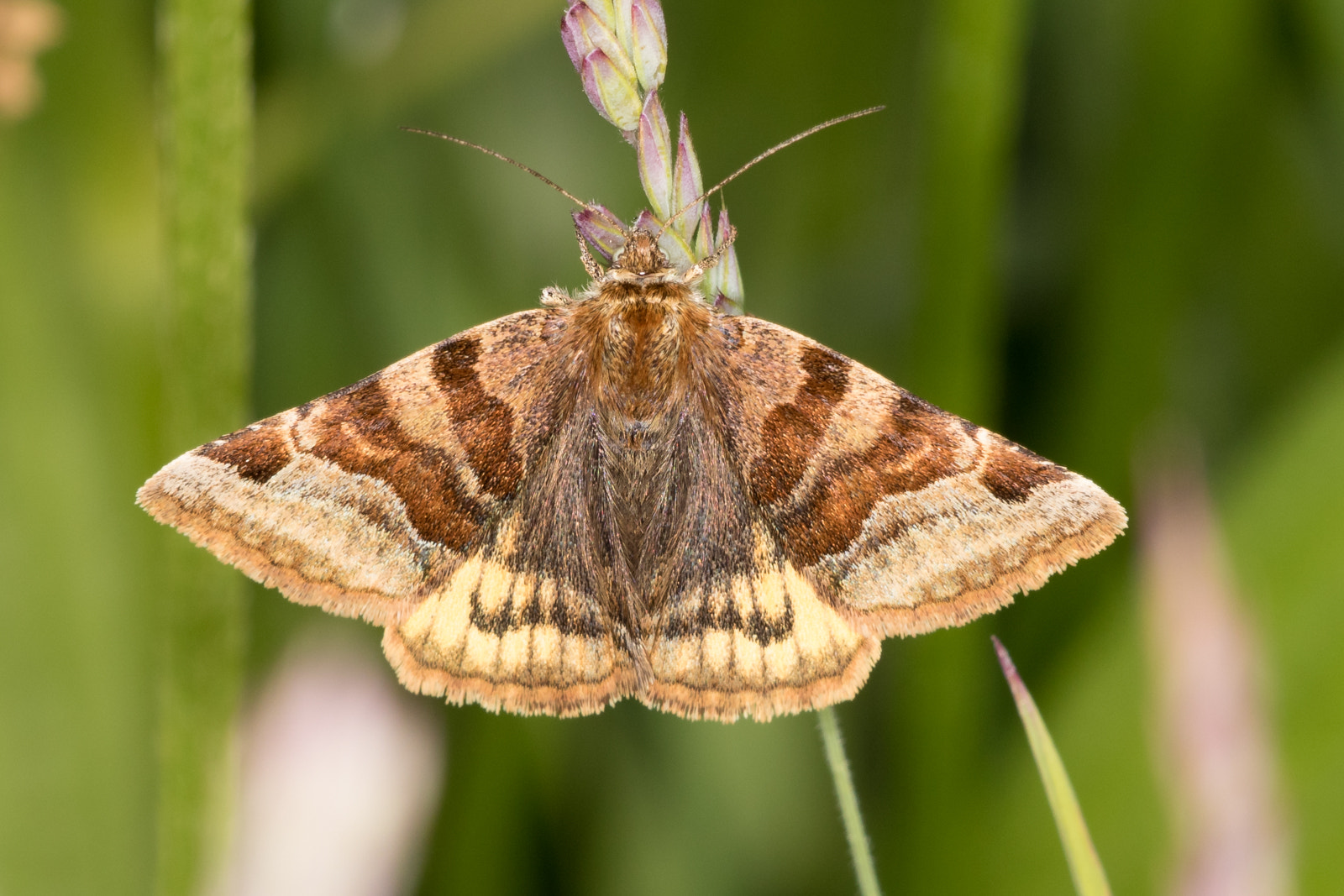 Sigma APO Macro 150mm f/2.8 EX DG HSM sample photo. Burnet companion moth photography