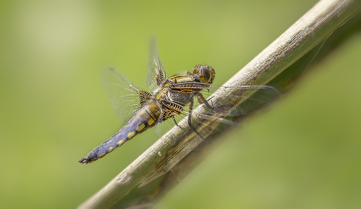 Canon EF 180mm F3.5L Macro USM sample photo. Libelle photography