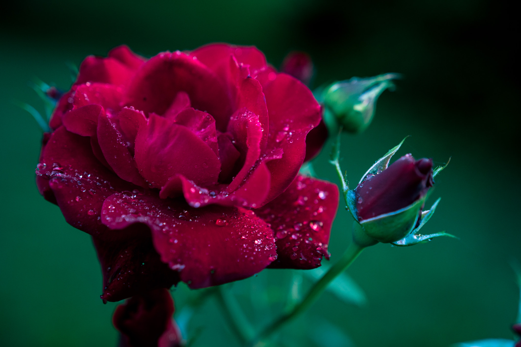 Sony a6300 + 18-35mm F1.8 DC HSM | Art 013 sample photo. Red beauty photography