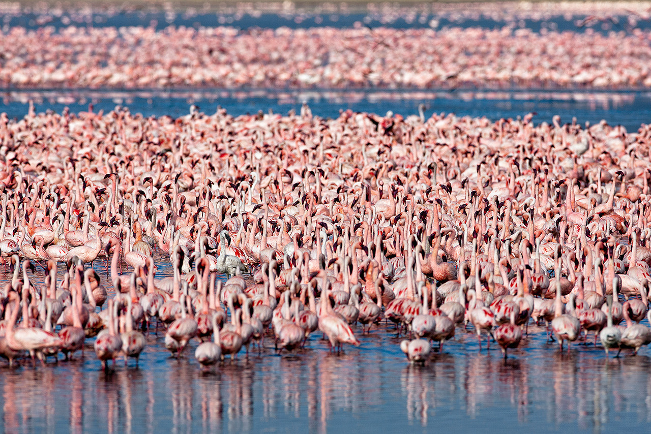 Canon EF 600mm f/4L IS sample photo