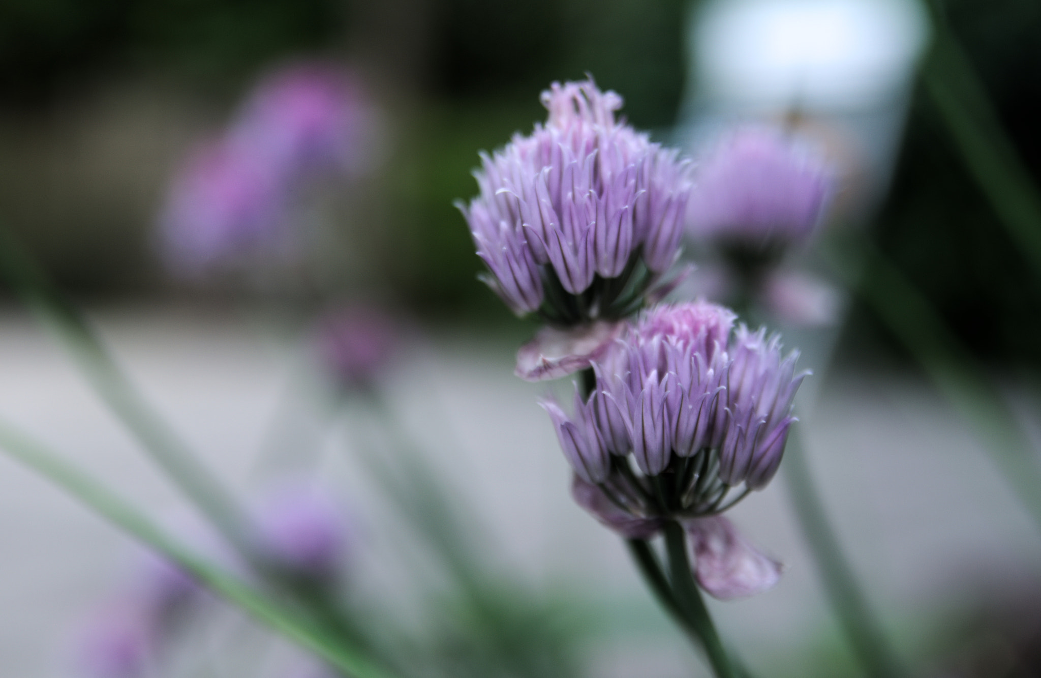 Nikon D5100 + Sigma 18-50mm F2.8 EX DC Macro sample photo. Flowers photography