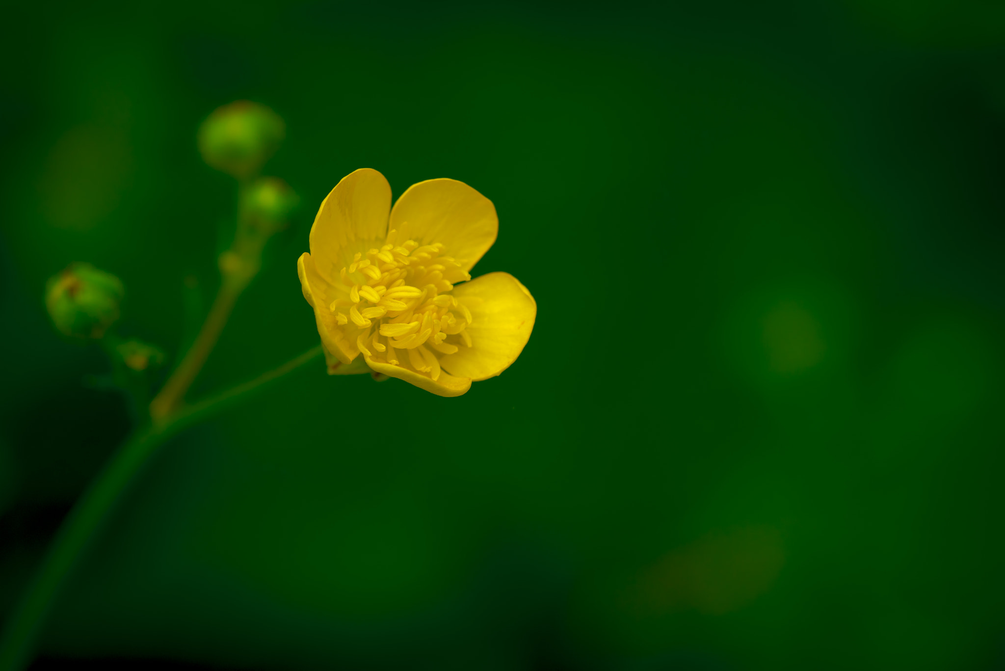 Nikon D810 + Tamron SP 90mm F2.8 Di VC USD 1:1 Macro (F004) sample photo. Yellow flower photography