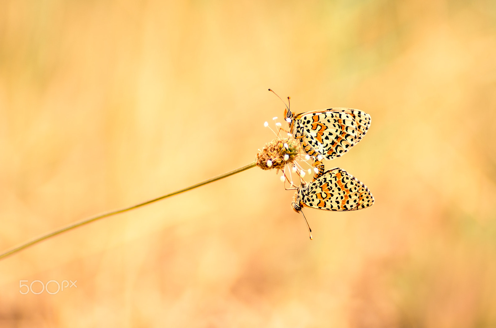 Tamron SP AF 90mm F2.8 Di Macro sample photo. Fritillary mating photography