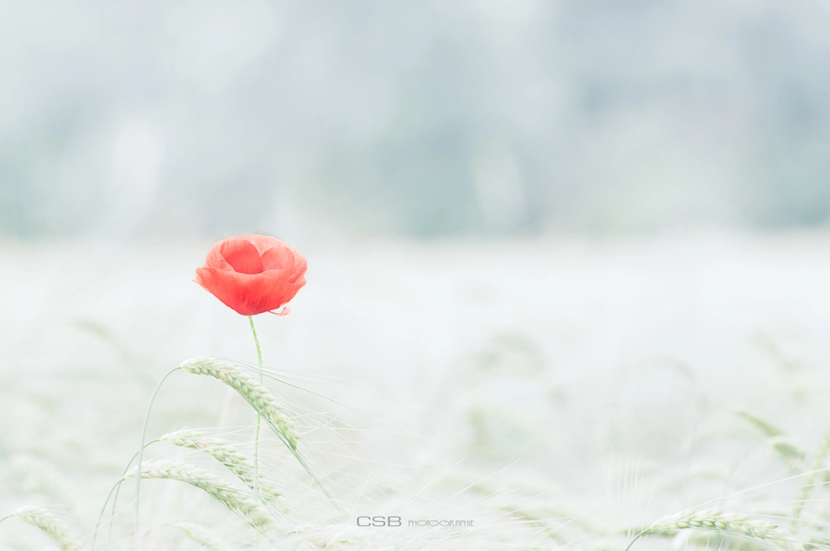 Sigma 70-300mm F4-5.6 APO DG Macro sample photo. Coquelicot photography