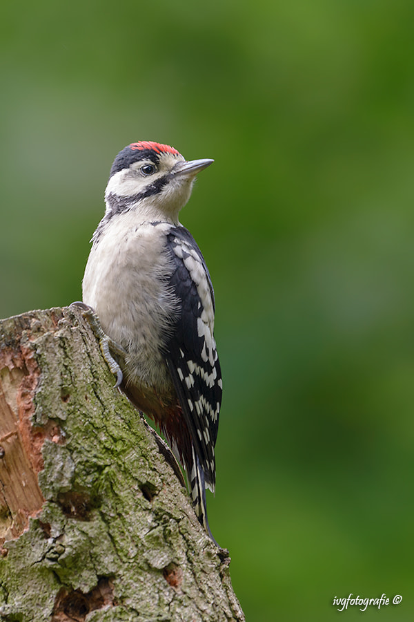 Nikon D610 + Nikon AF-S Nikkor 500mm F4G ED VR sample photo. Great spotted woodpecker (juvenile) photography