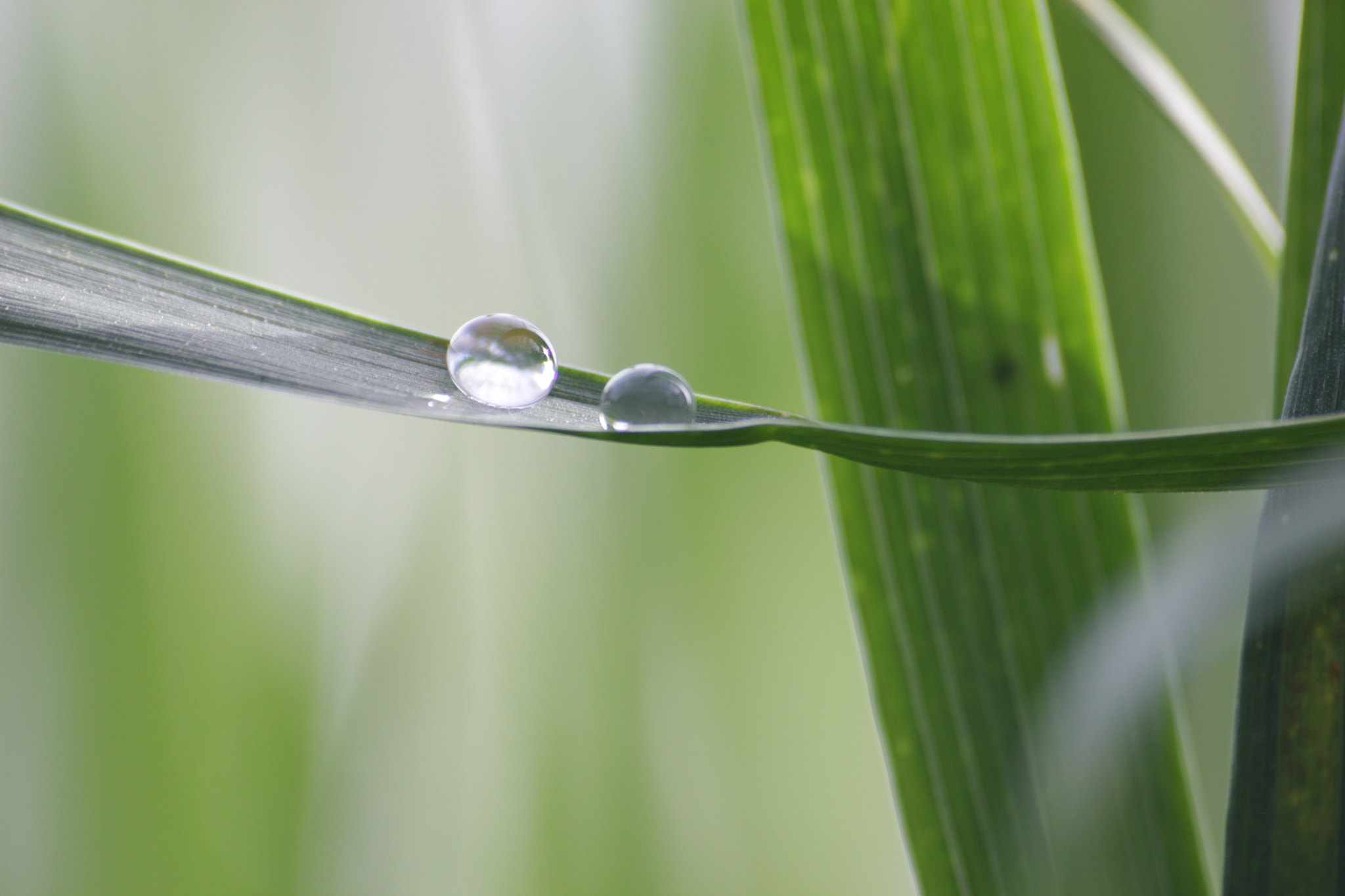Sigma 70-300mm F4-5.6 APO DG Macro sample photo. Morning dewdrops photography
