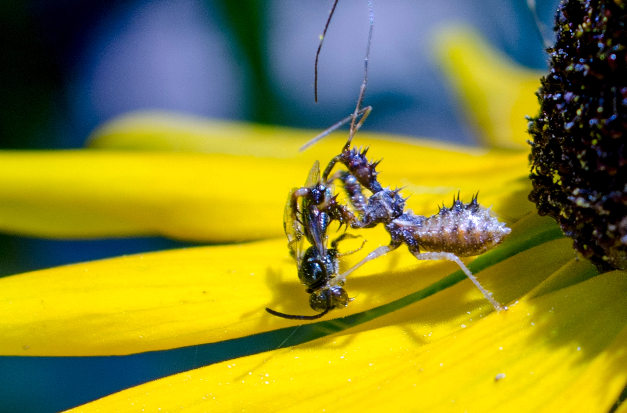 AF Zoom-Nikkor 28-85mm f/3.5-4.5 sample photo. Food chain photography