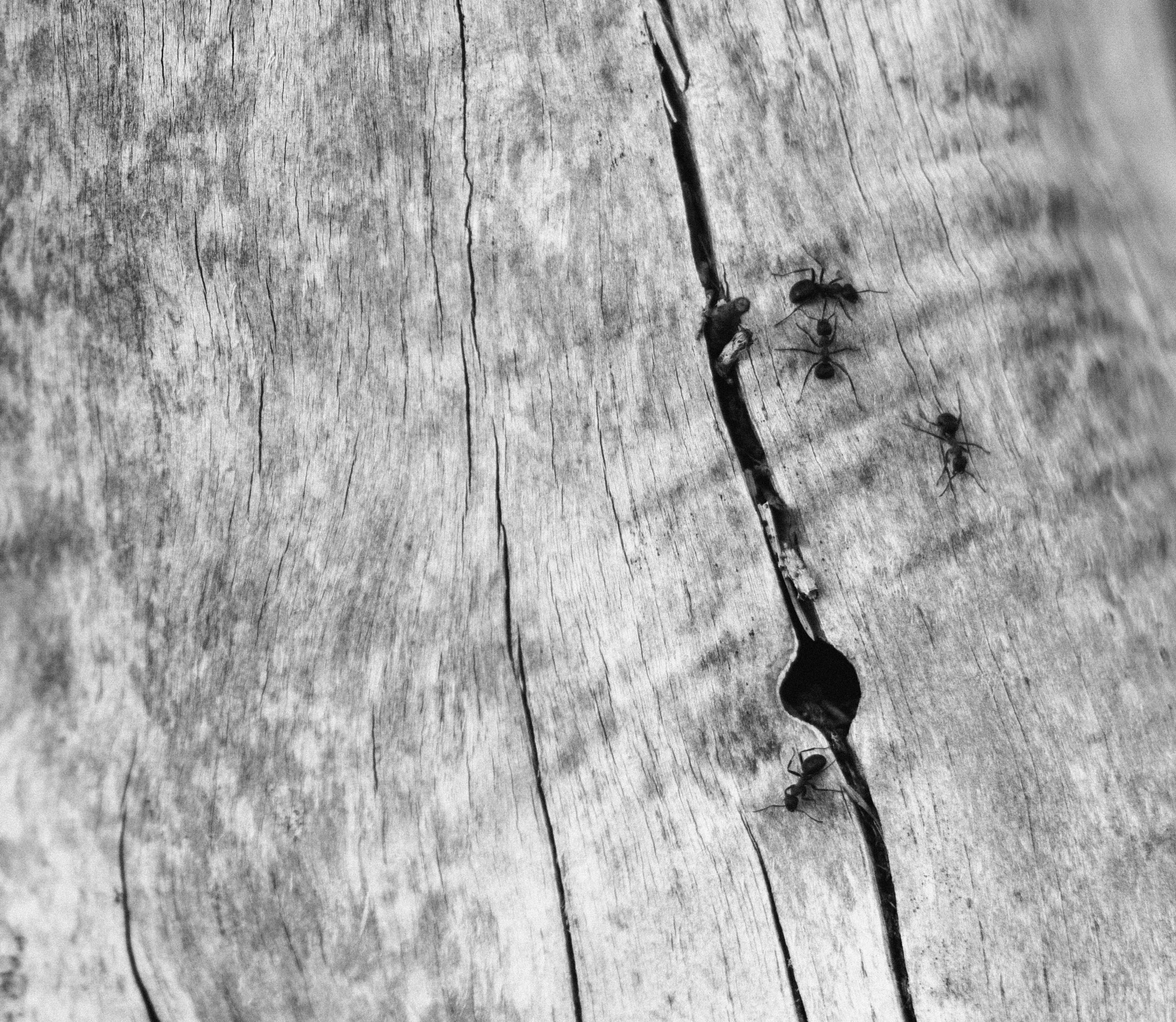 Canon EF 50mm F1.4 USM sample photo. Ants. photography