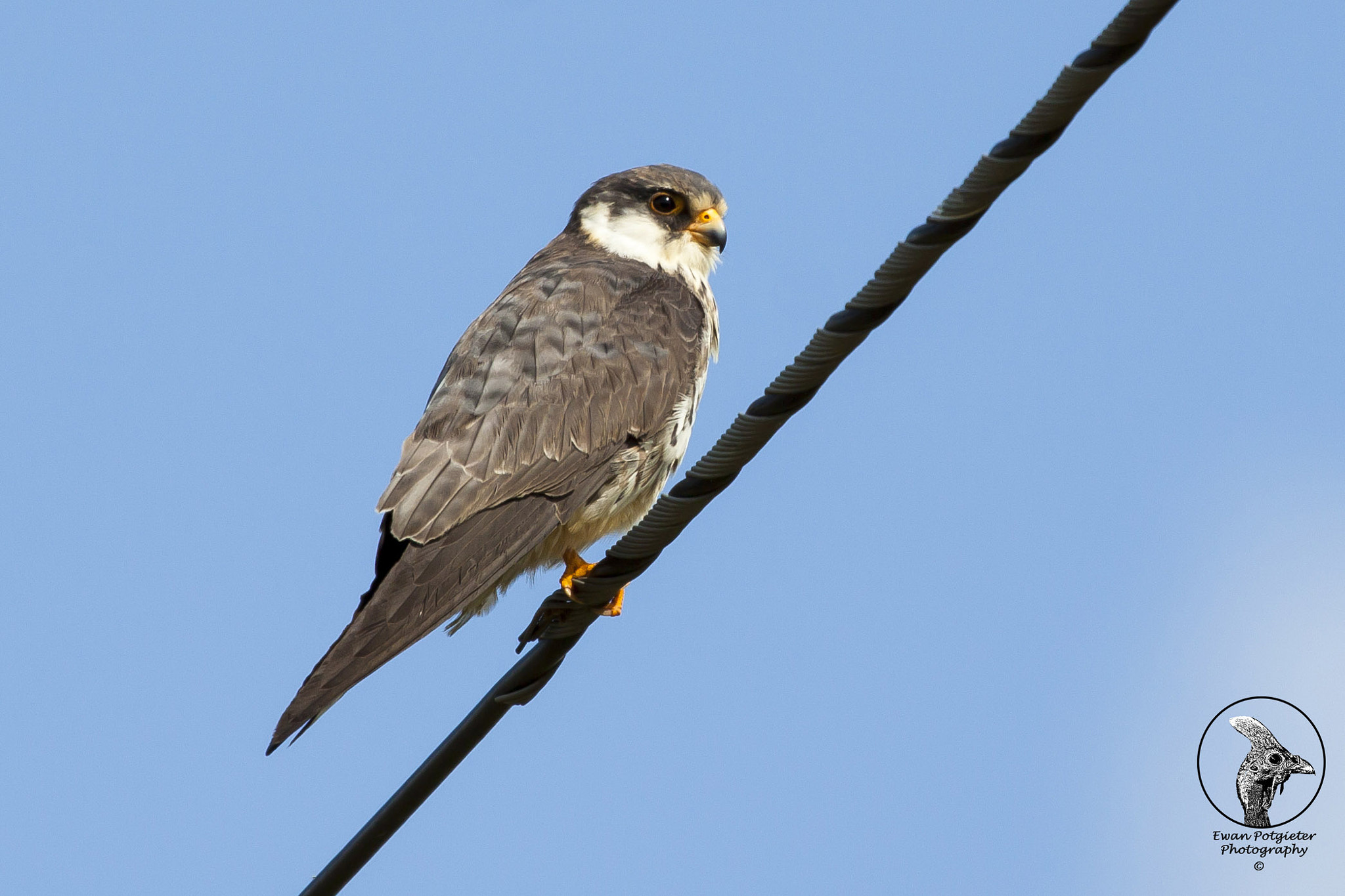 Canon EF 100-400mm F4.5-5.6L IS USM sample photo. Little killer photography