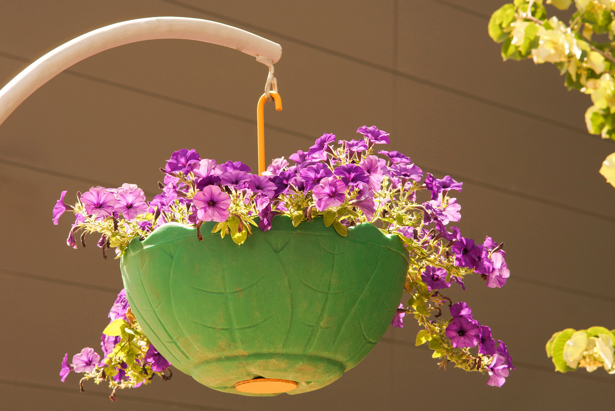 Sony SLT-A65 (SLT-A65V) + Sony 85mm F2.8 SAM sample photo. Flowers in a big pot in the street photography