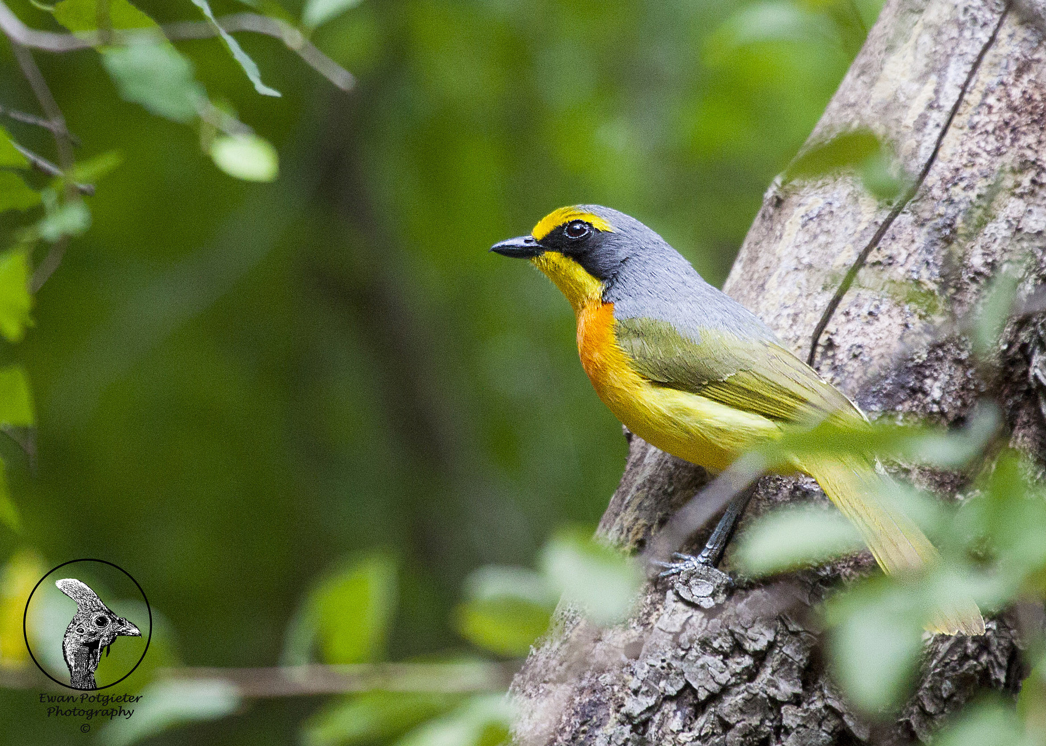 Canon EF 100-400mm F4.5-5.6L IS USM sample photo. Bush shrike photography