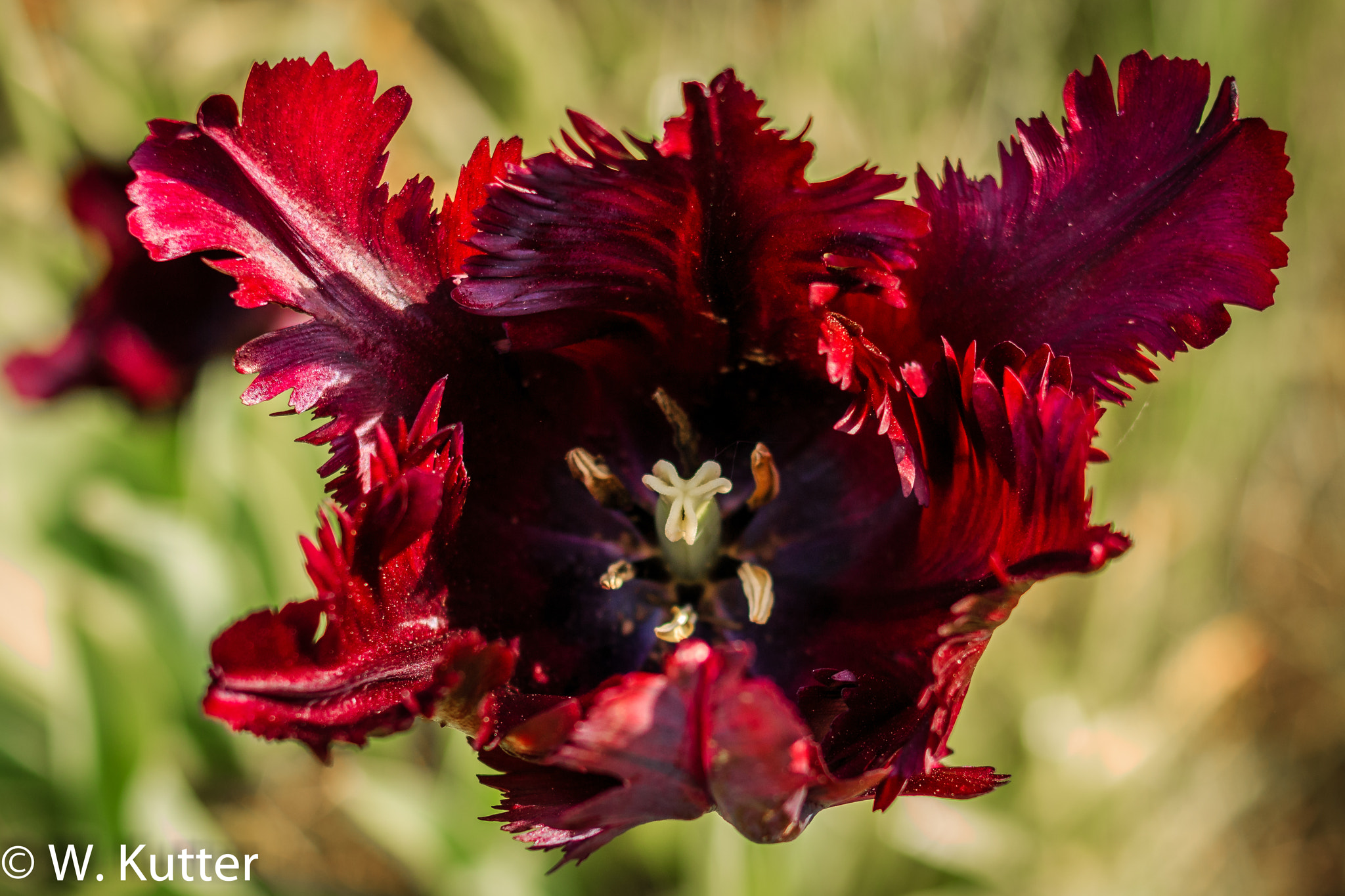 Canon EOS 70D + Canon EF 35mm F2 sample photo. Mickey mouse tulip photography
