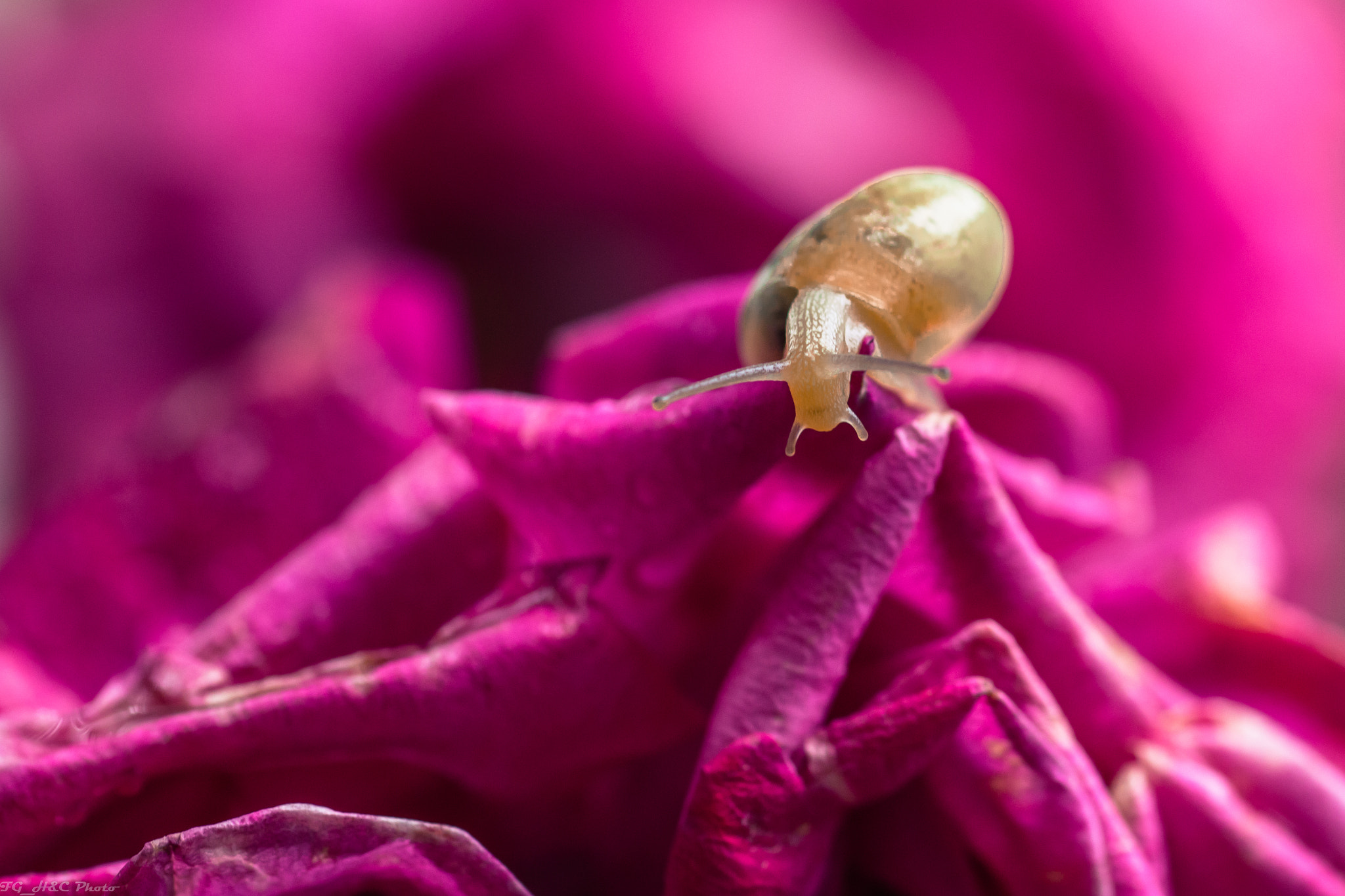 Canon EF 100mm F2.8 Macro USM sample photo. Little snail adventure photography
