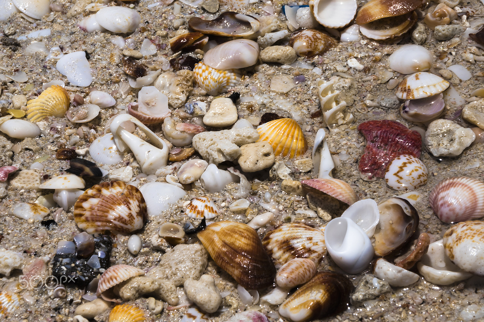 Sigma 18-250mm F3.5-6.3 DC Macro OS HSM sample photo. Seashells photography