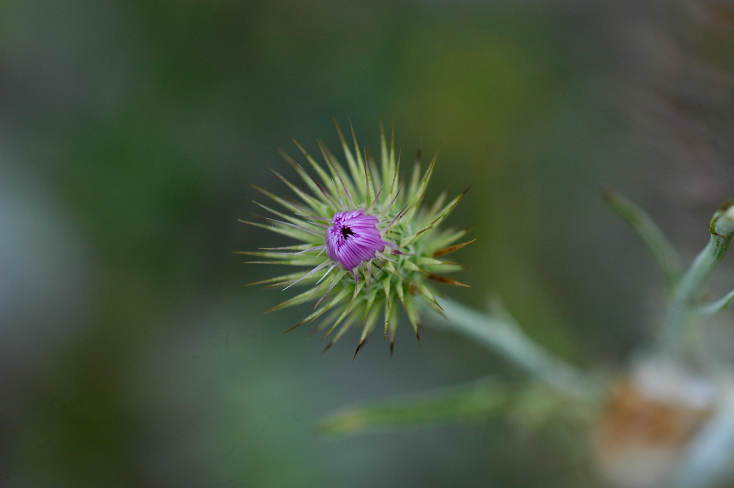 Nikon D70s + Sigma Macro 90mm F2.8 sample photo. A photography