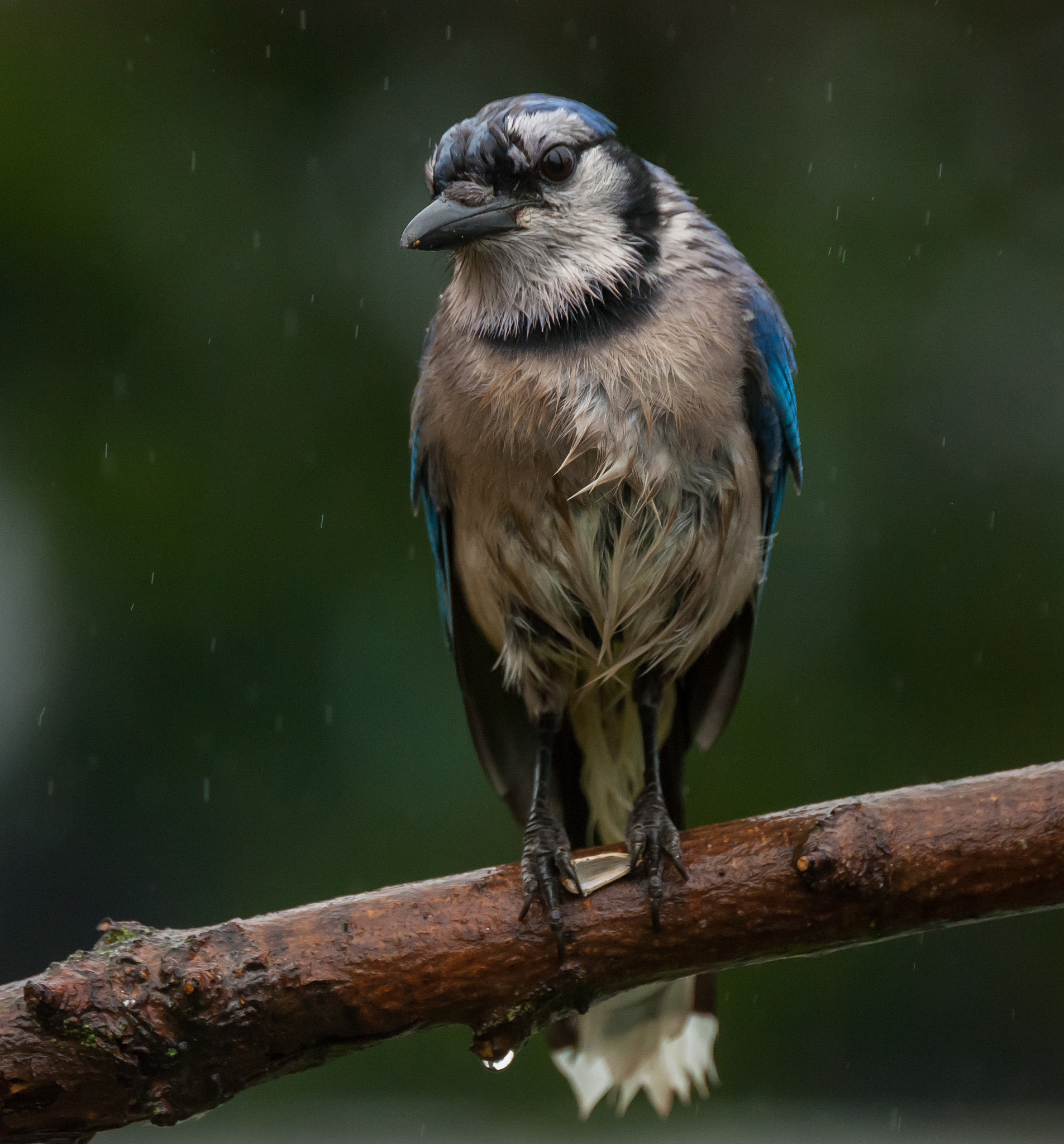 Sigma APO 170-500mm F5-6.3 Aspherical RF sample photo. Birds-92 blue jay photography