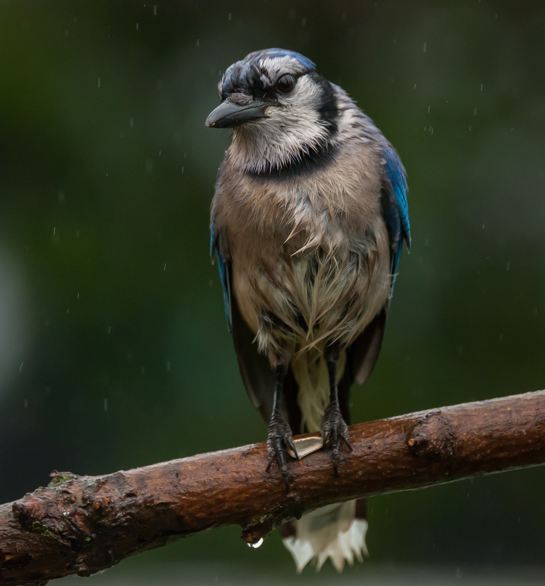 Nikon D80 + Sigma APO 170-500mm F5-6.3 Aspherical RF sample photo. Birds-92 blue jay photography